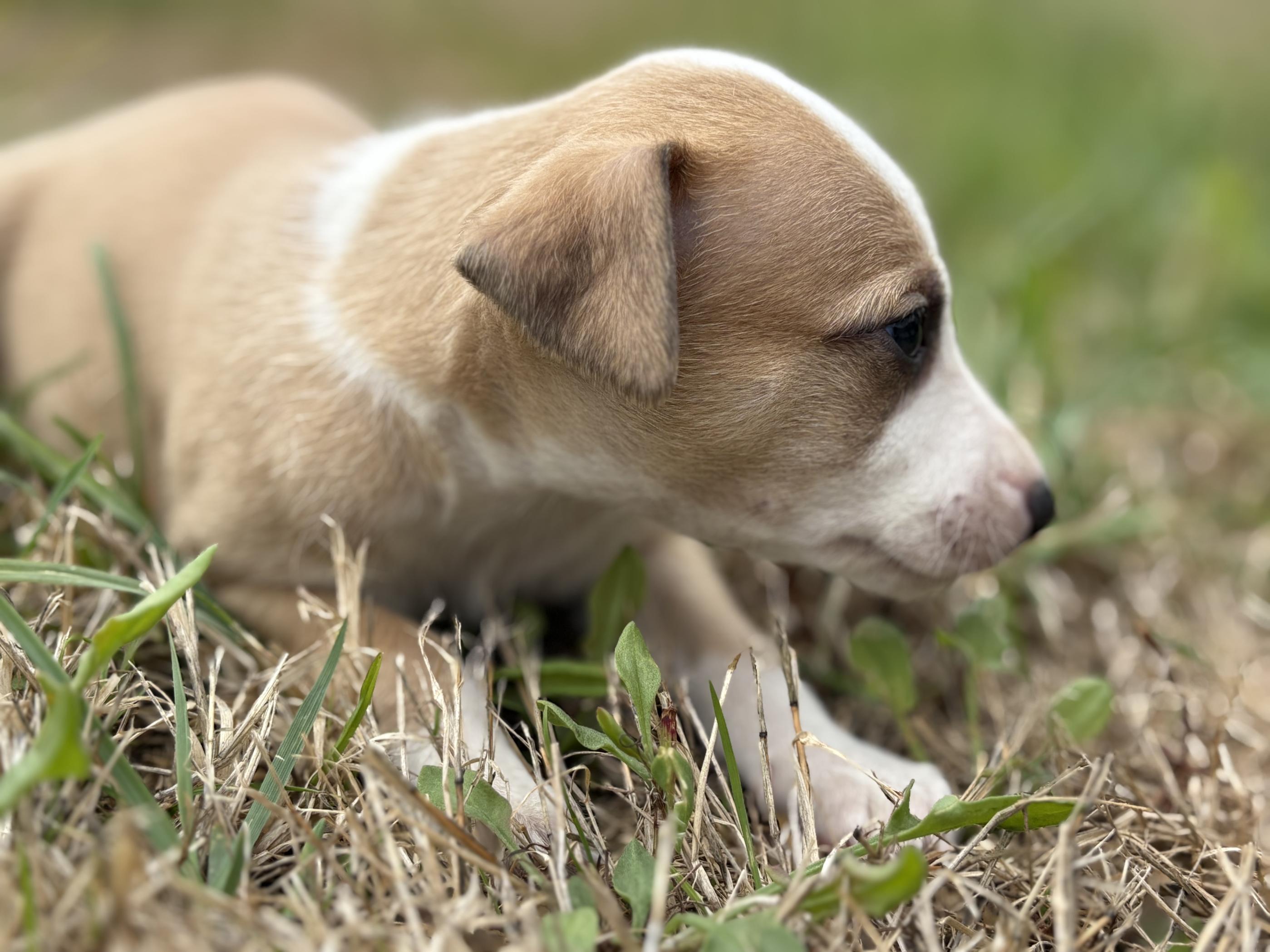 chiot disponible