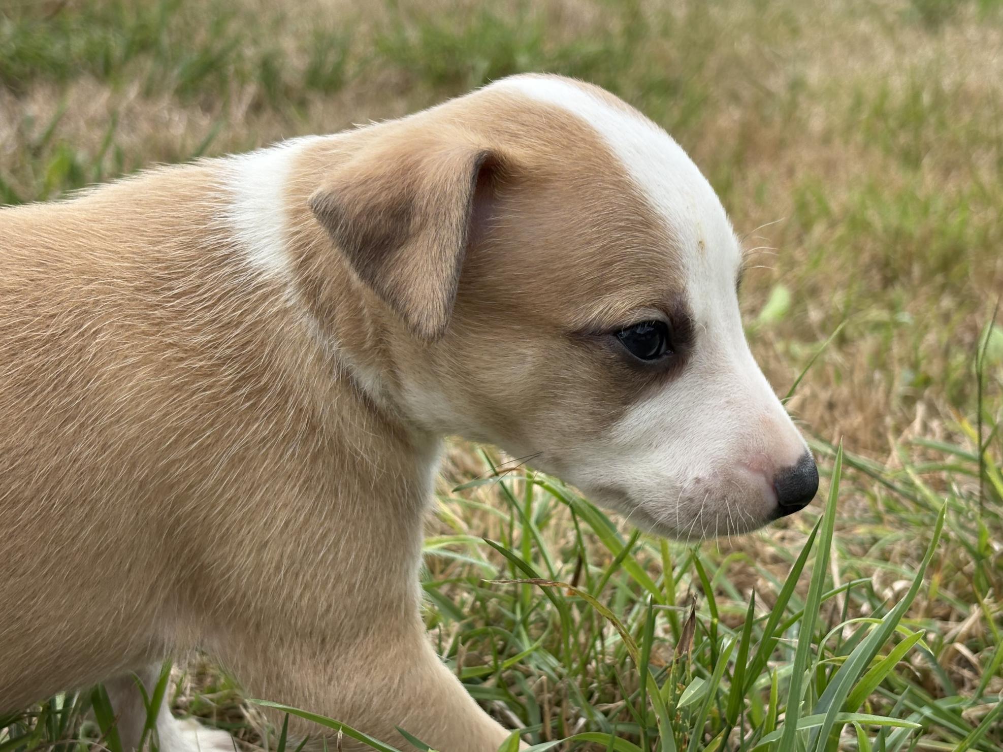 chiot disponible