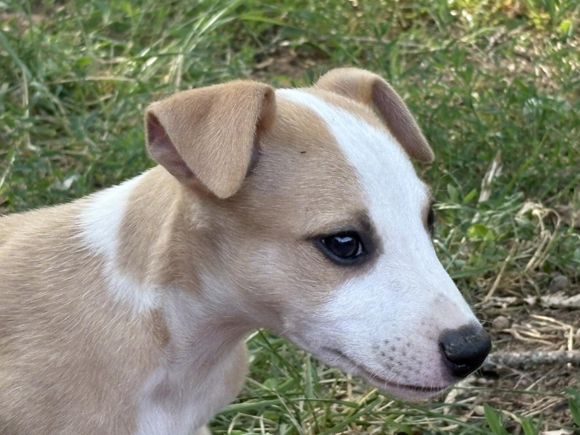 chiot disponible