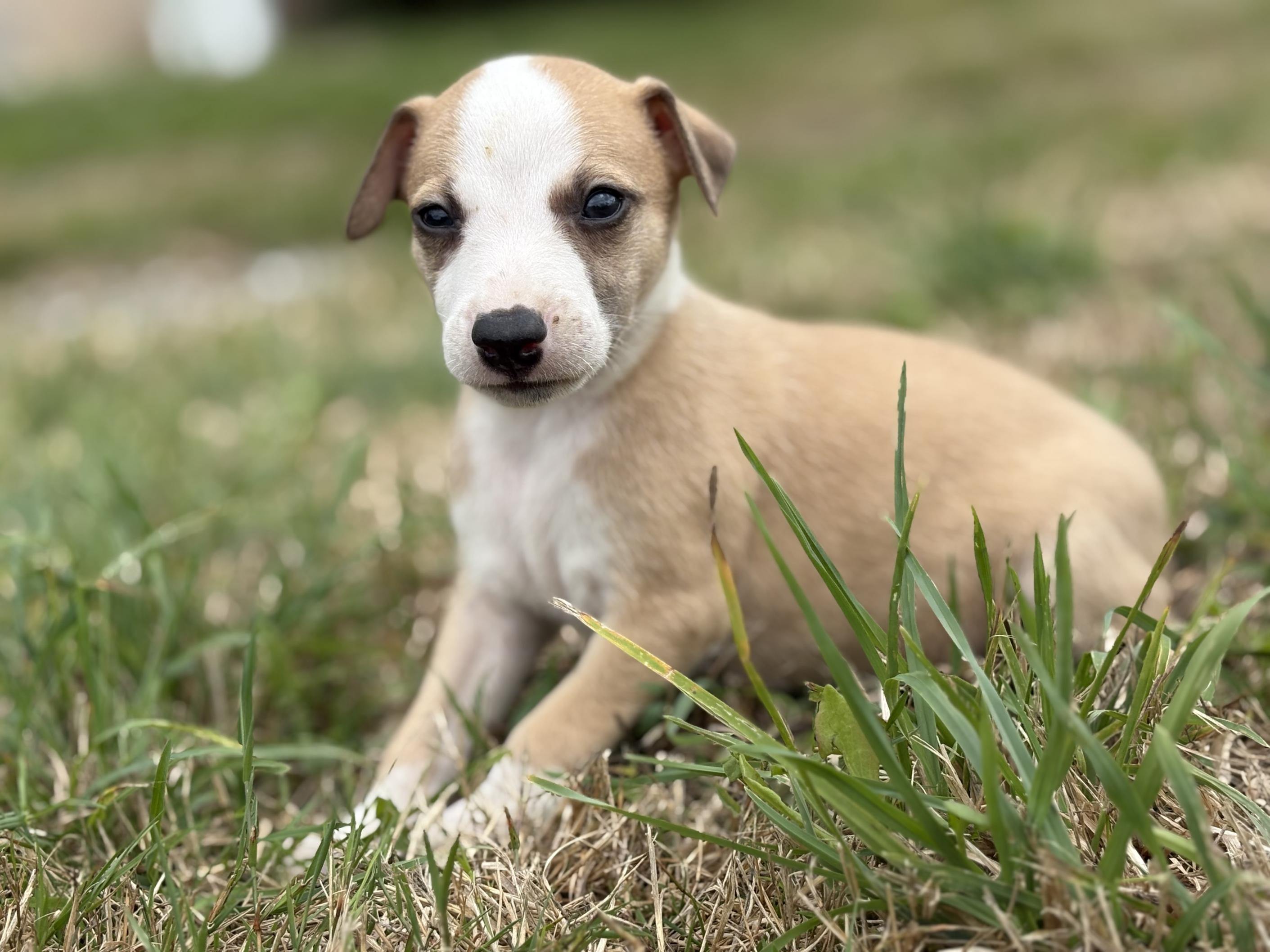 chiot disponible