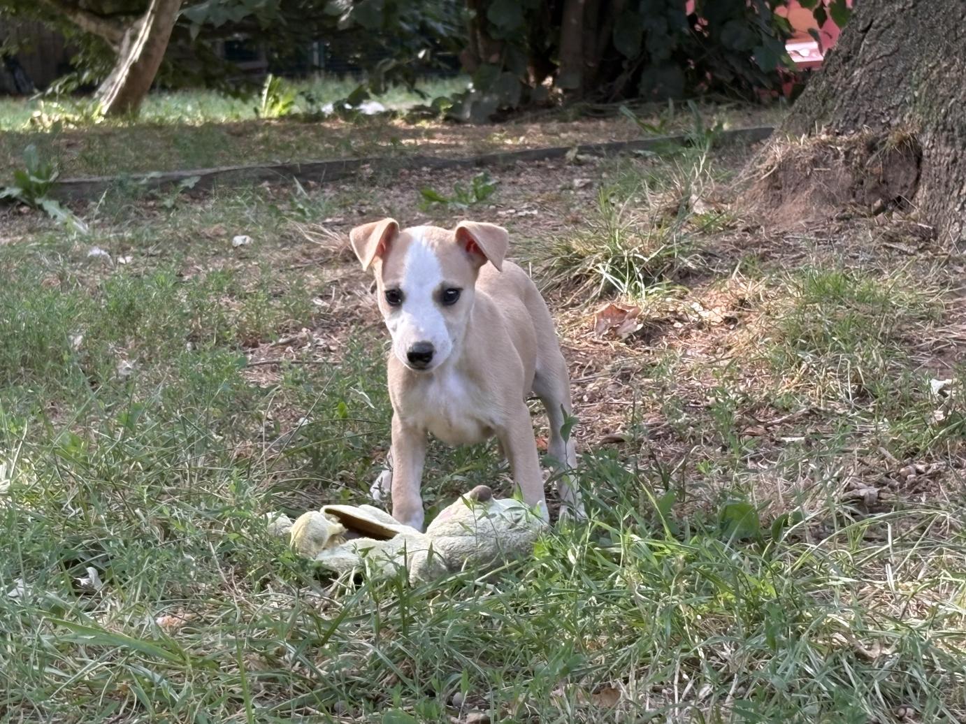 chiot disponible