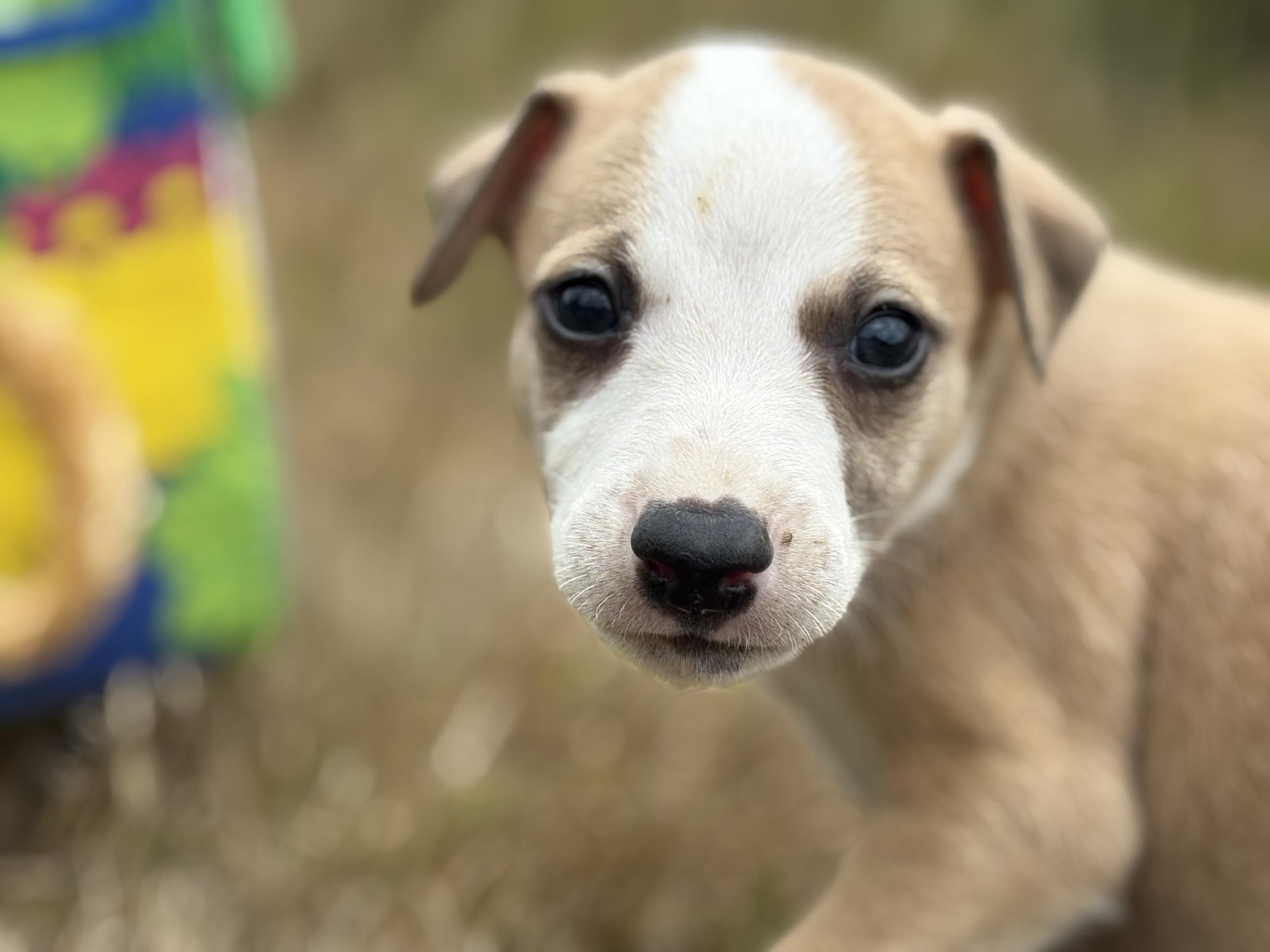 Chiot Whippet Disponible