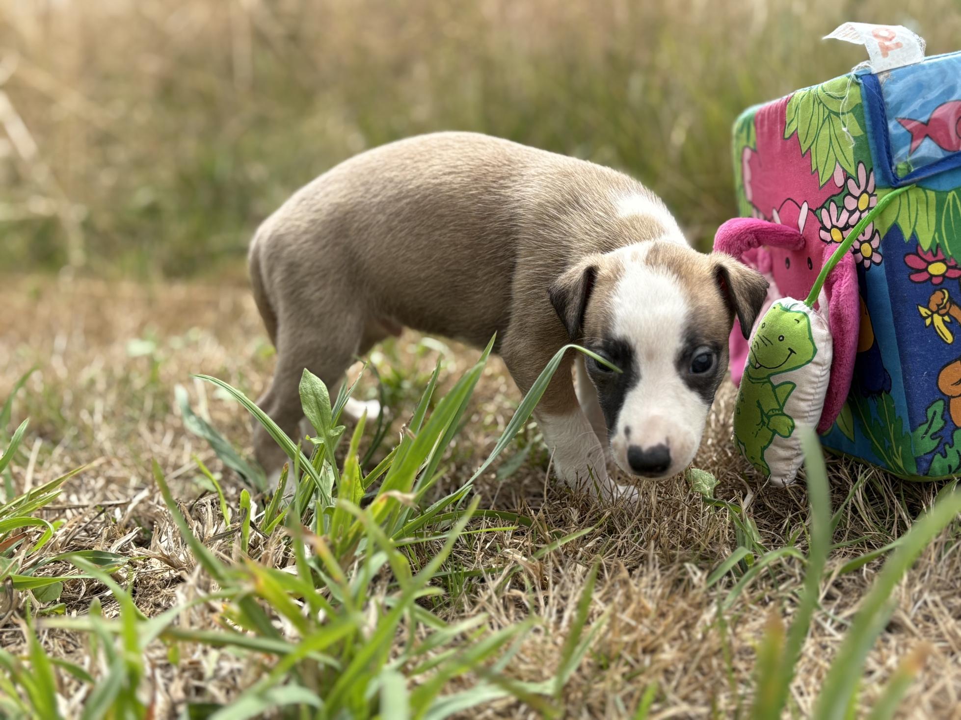chiot disponible