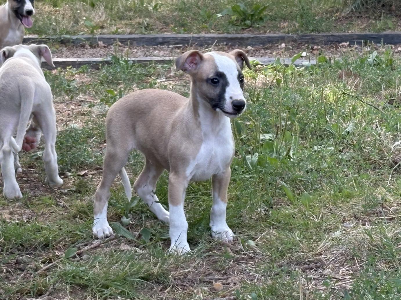 chiot disponible