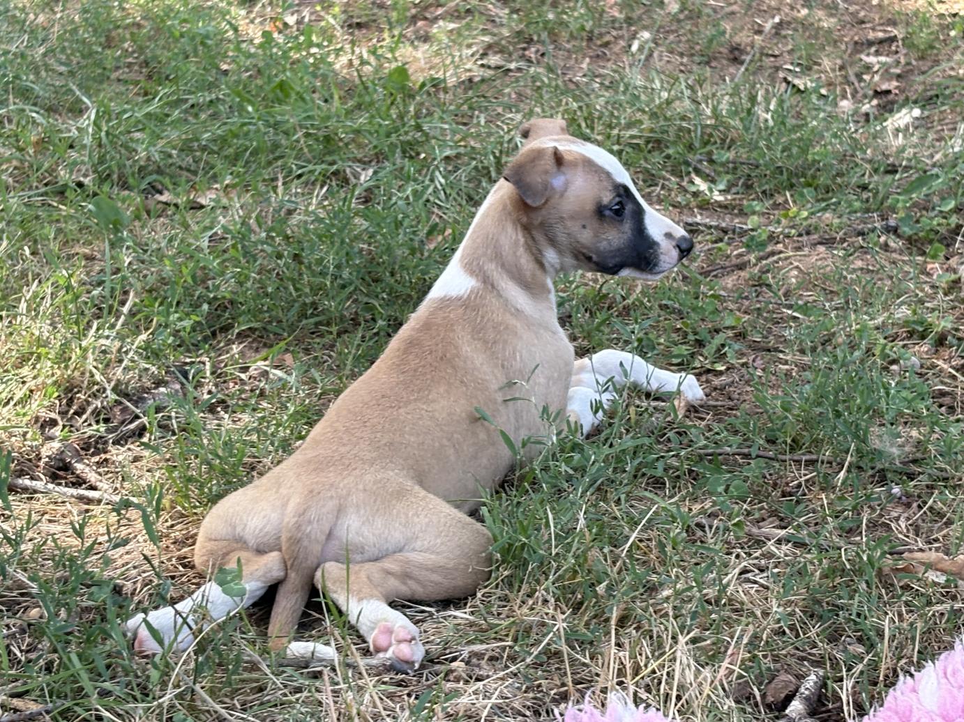 chiot disponible