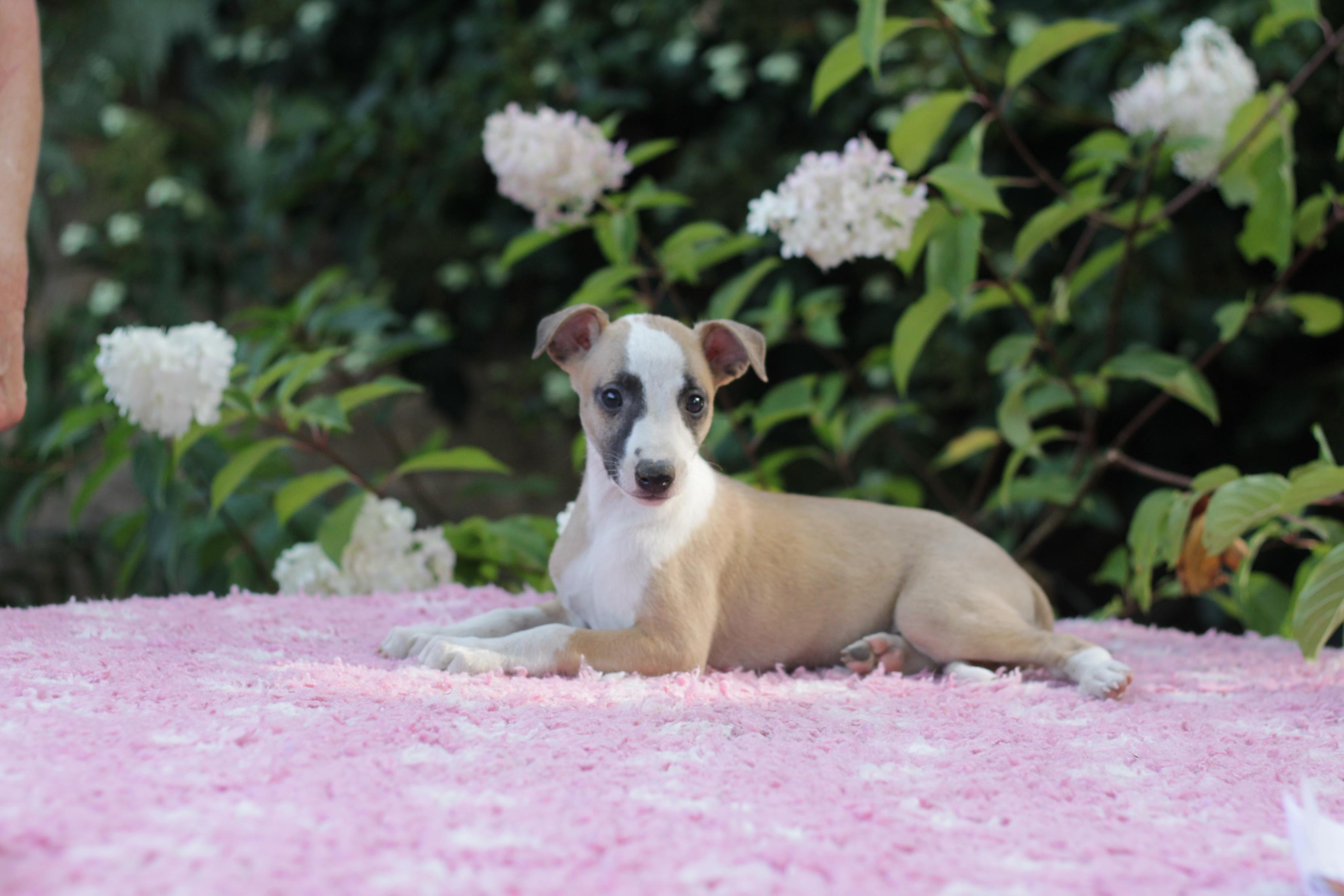 chiot disponible
