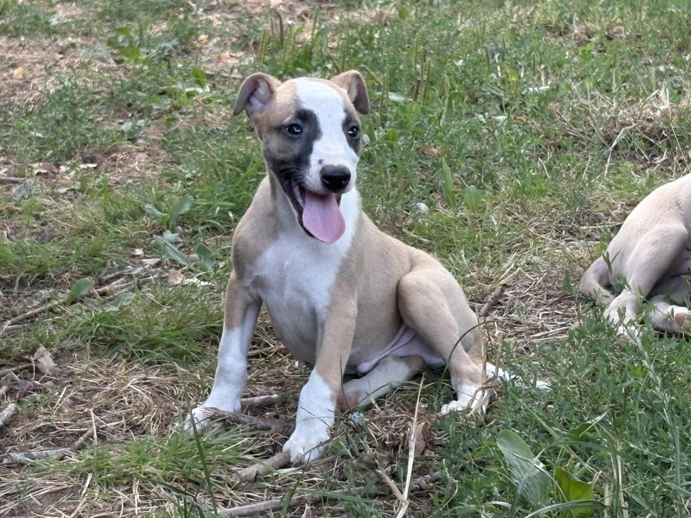chiot disponible