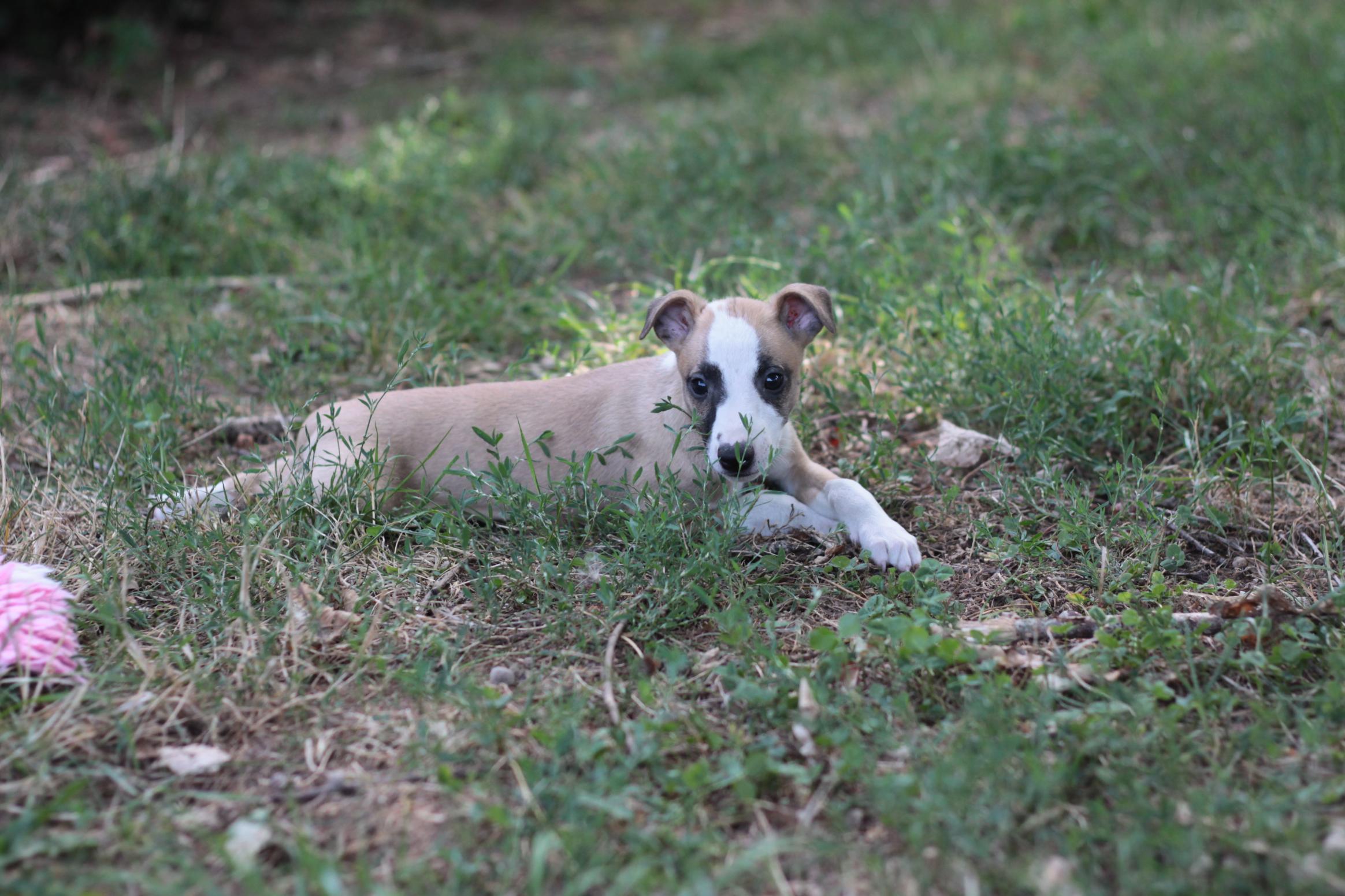 chiot disponible