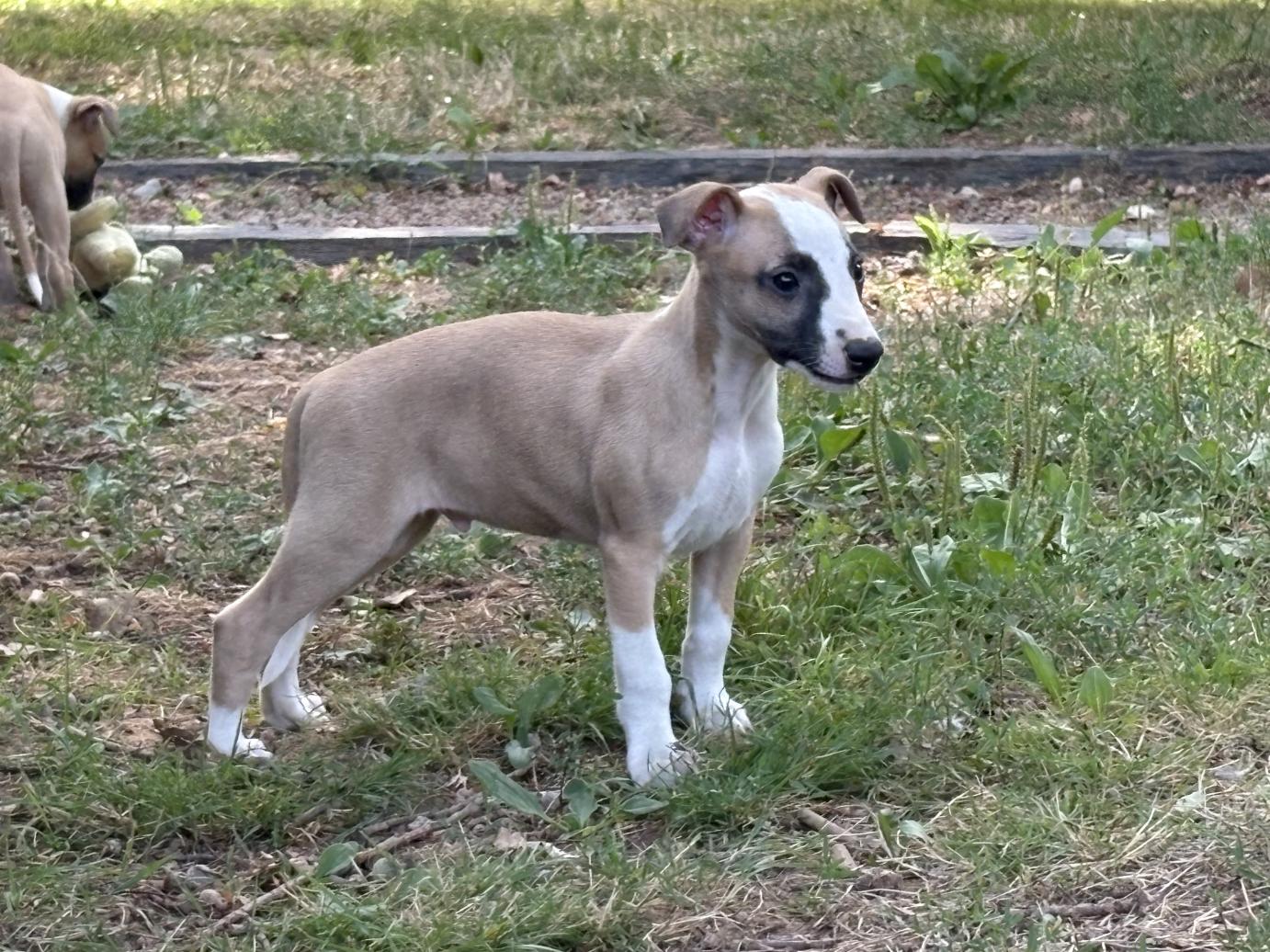 chiot disponible