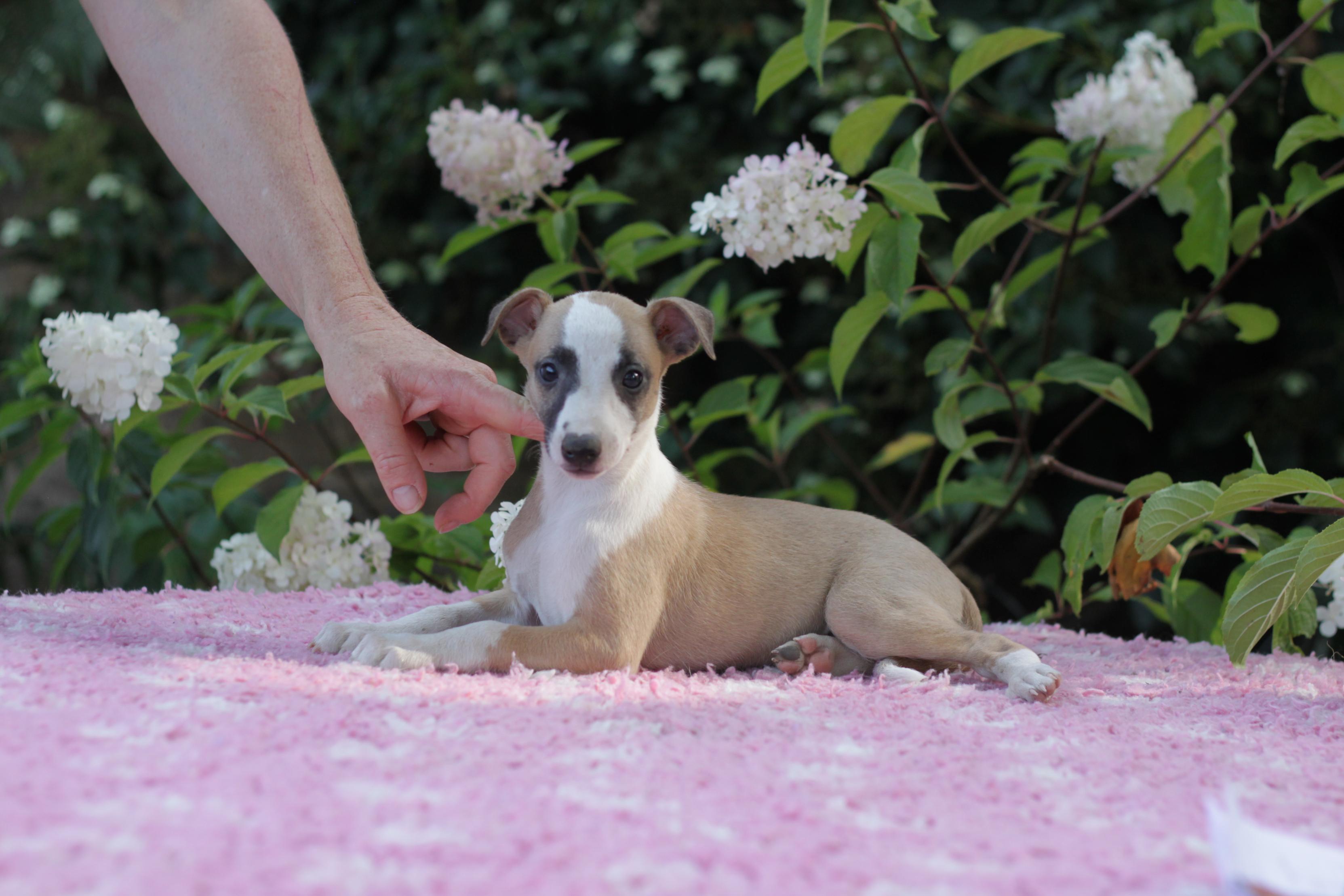 chiot disponible