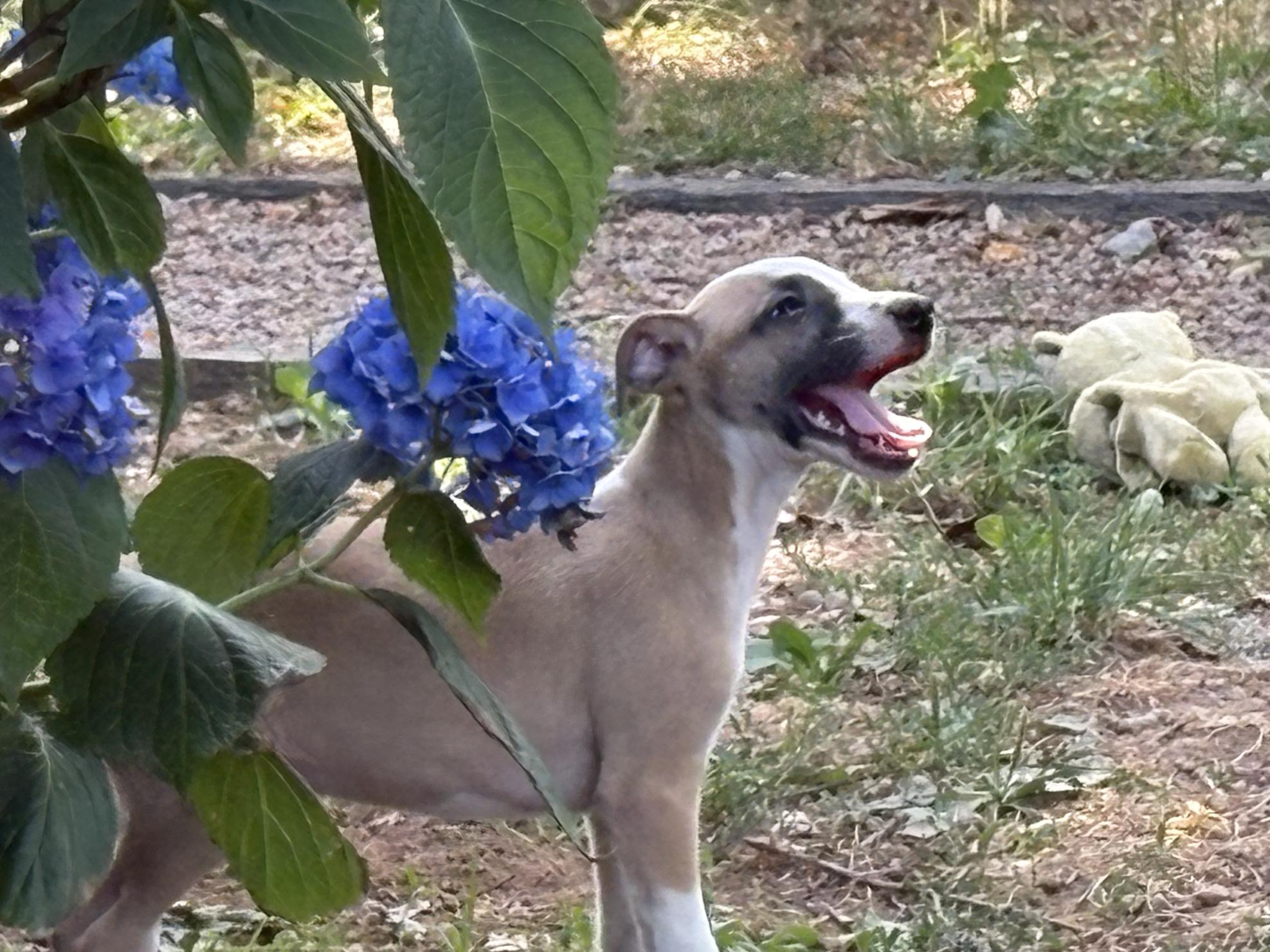 chiot disponible