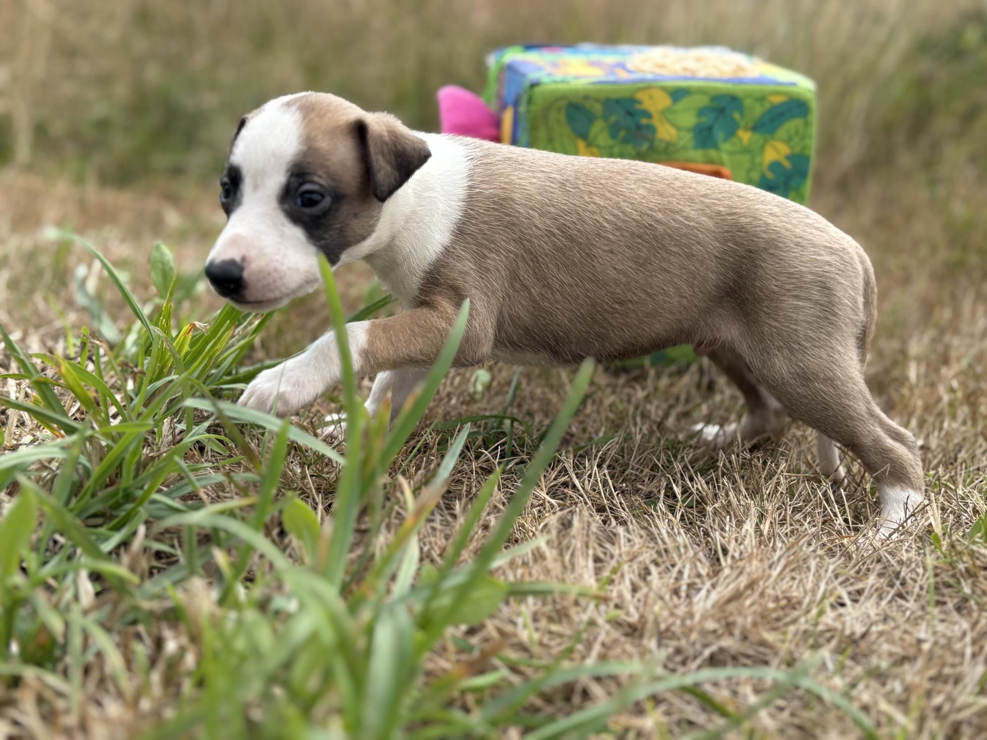 chiot disponible