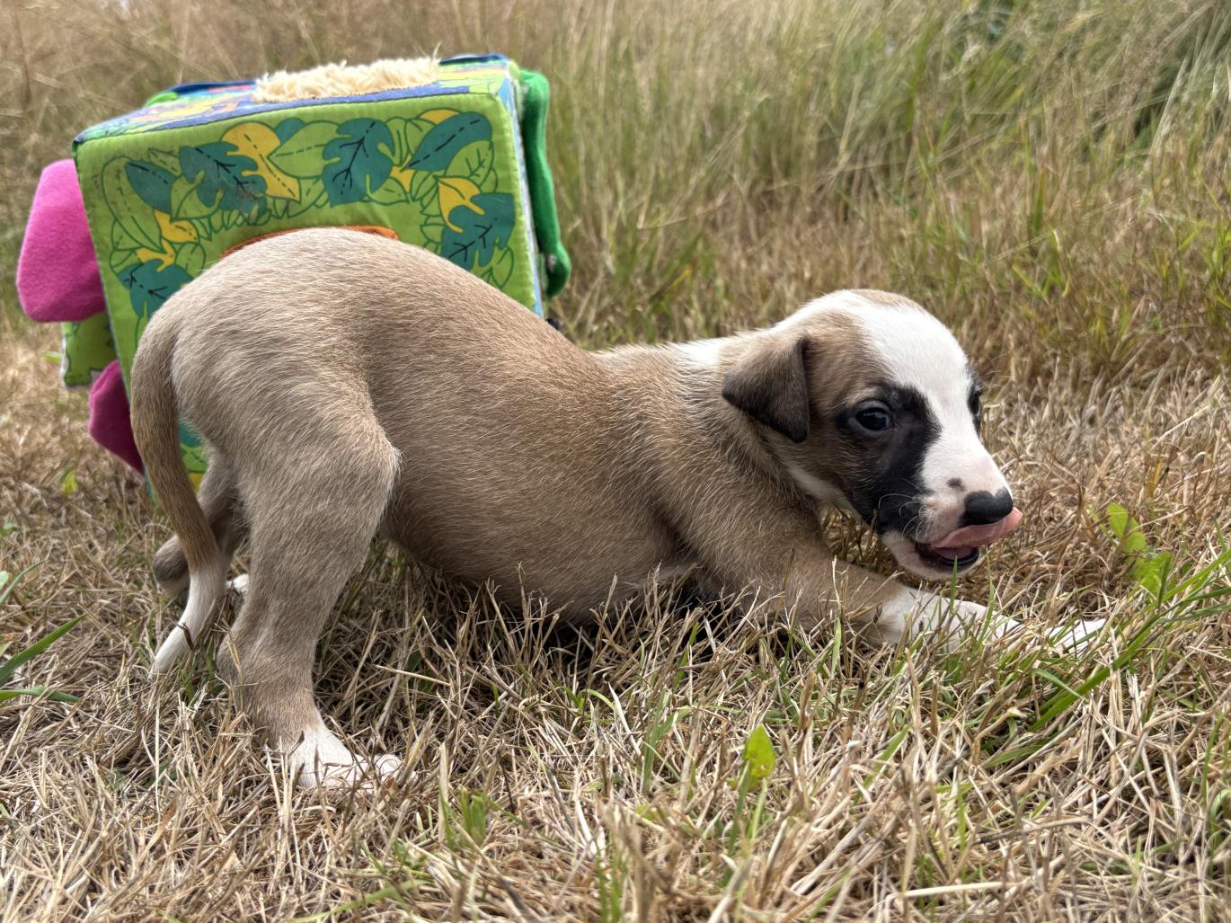 chiot disponible