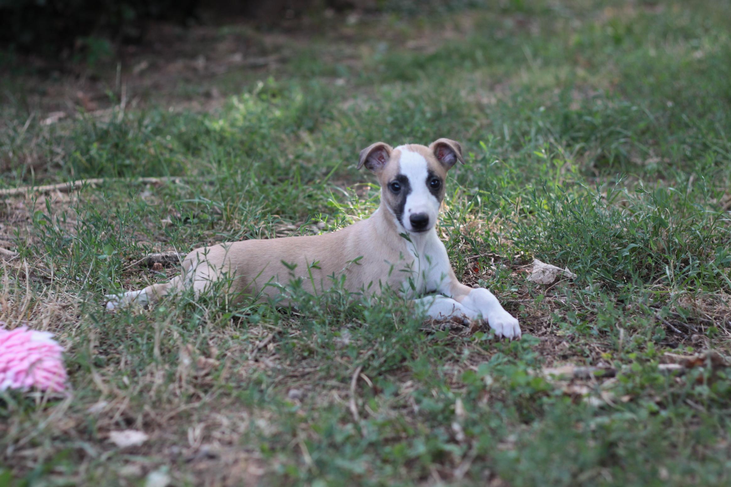 chiot disponible