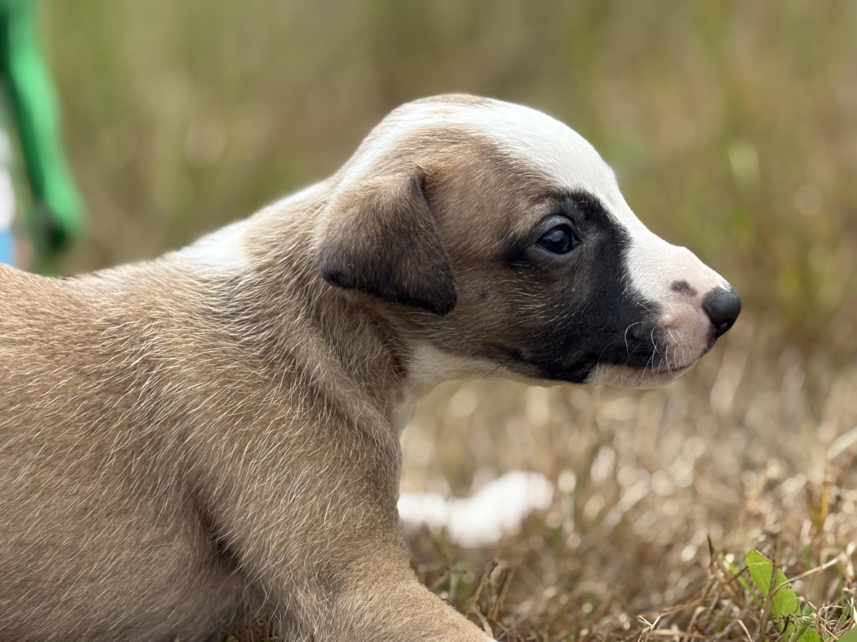 chiot disponible