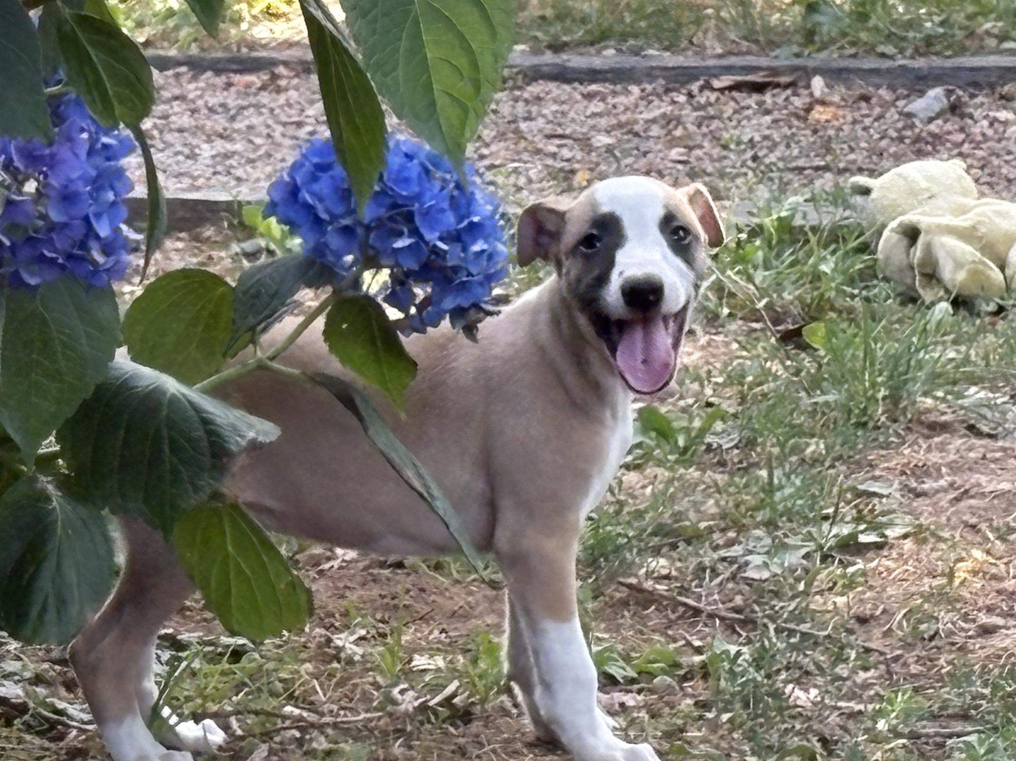 chiot disponible