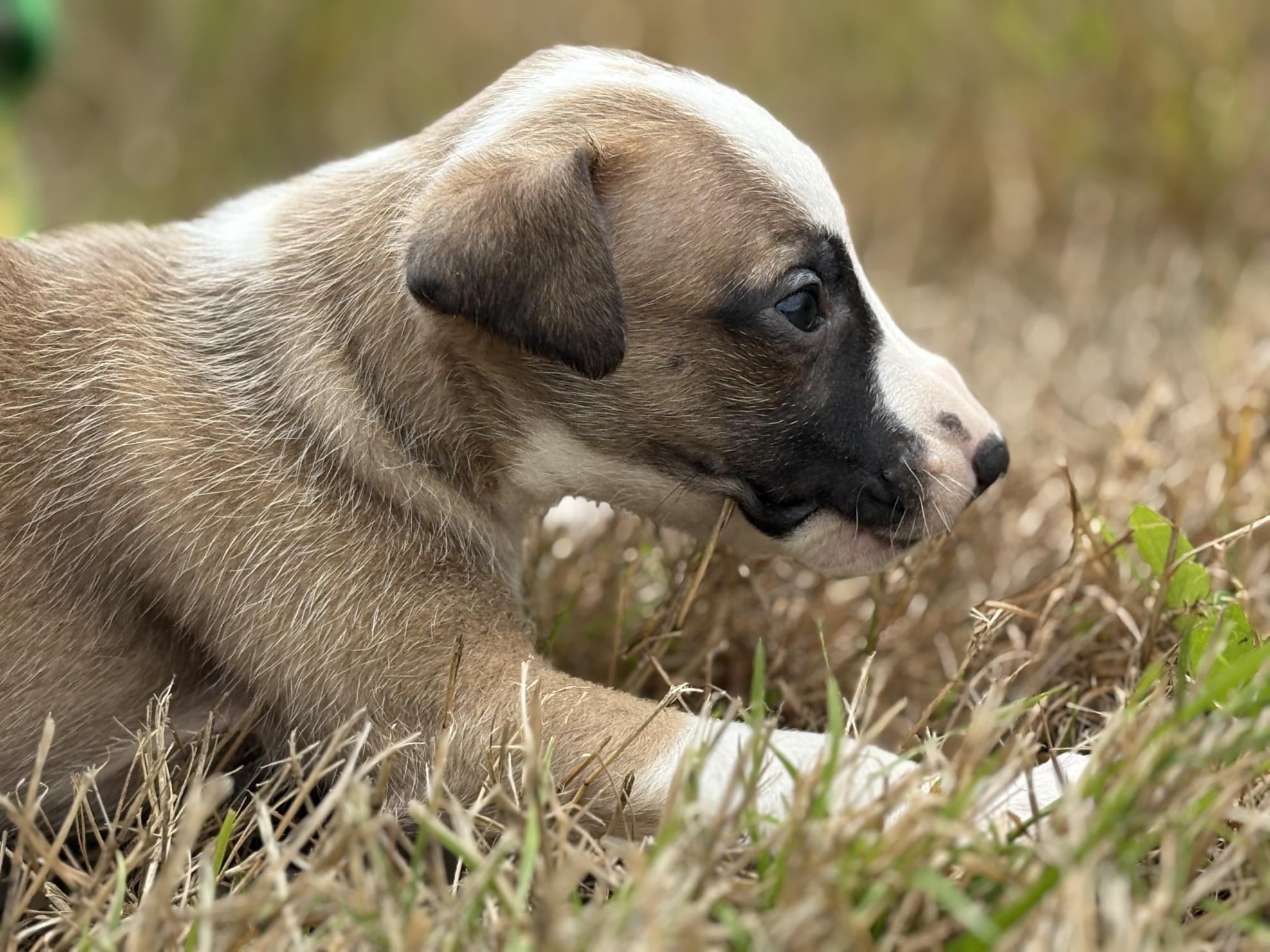 chiot disponible