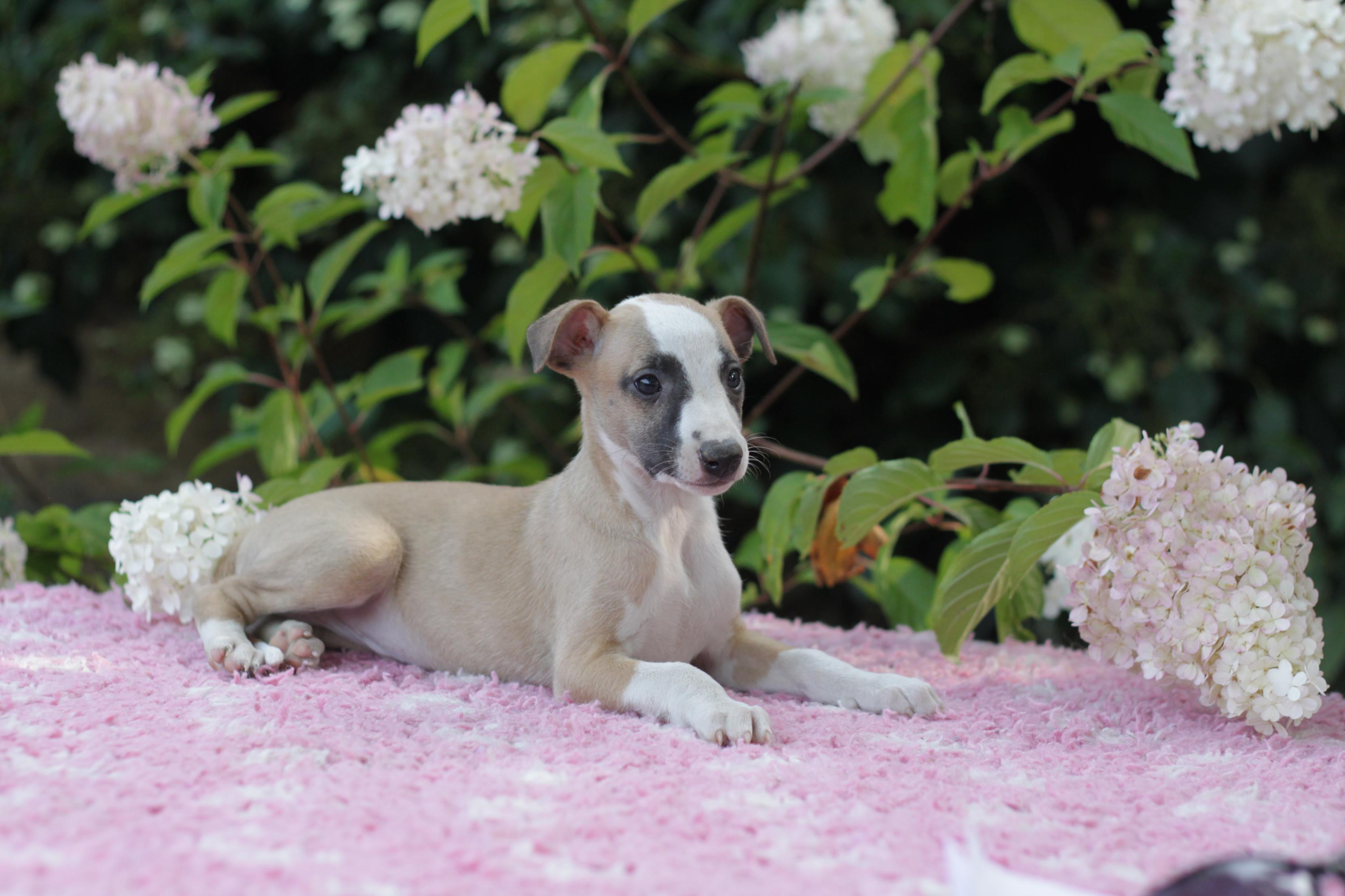 chiot disponible
