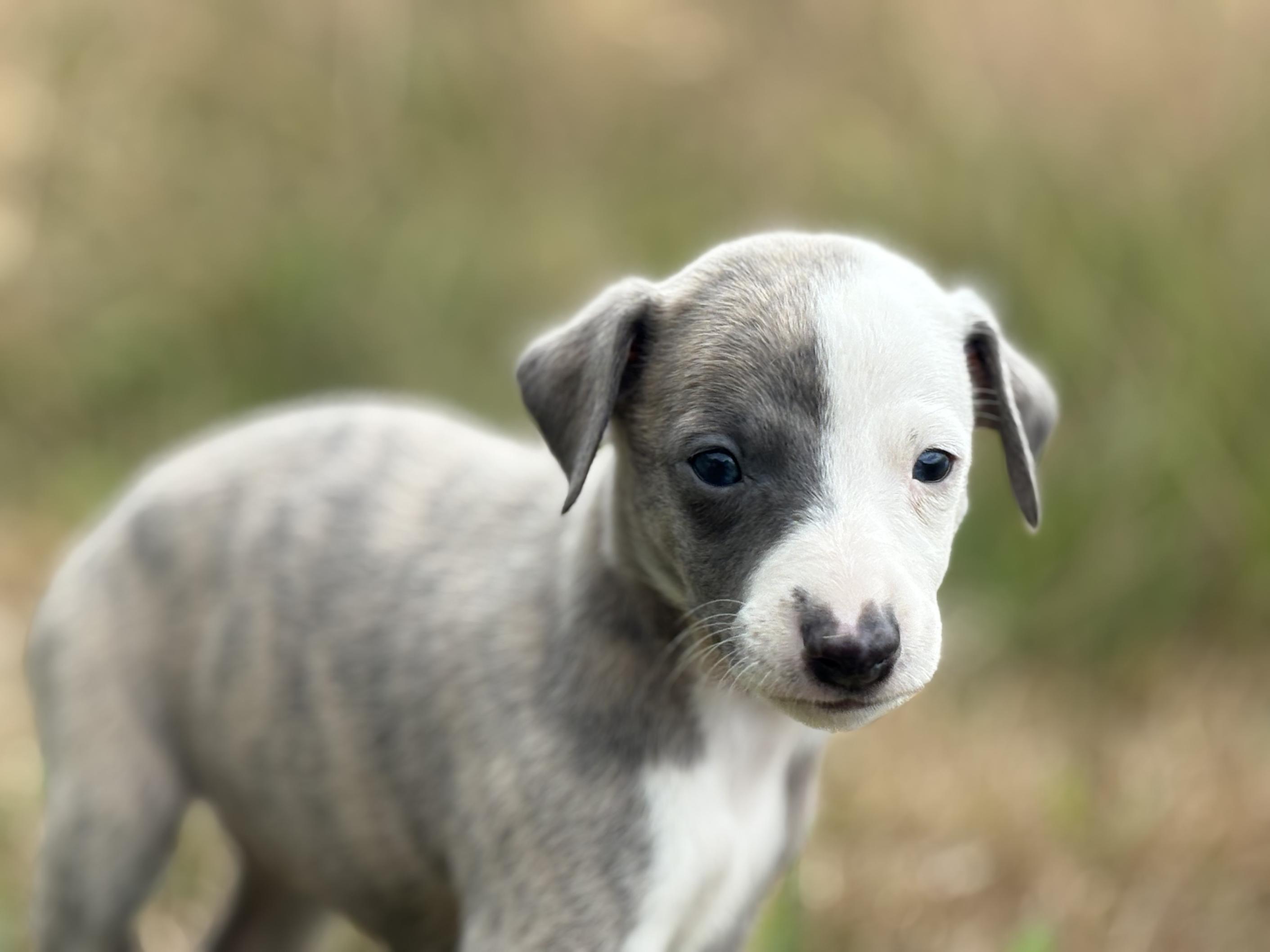 Chiot Whippet Disponible