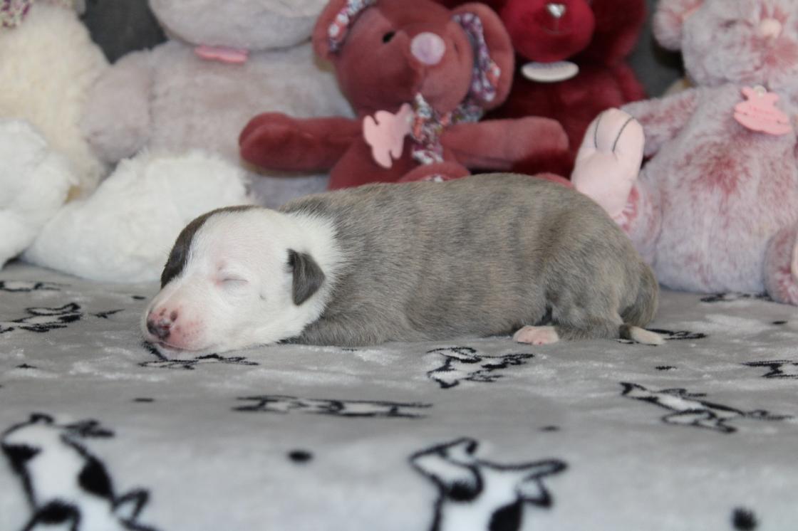 chiot disponible
