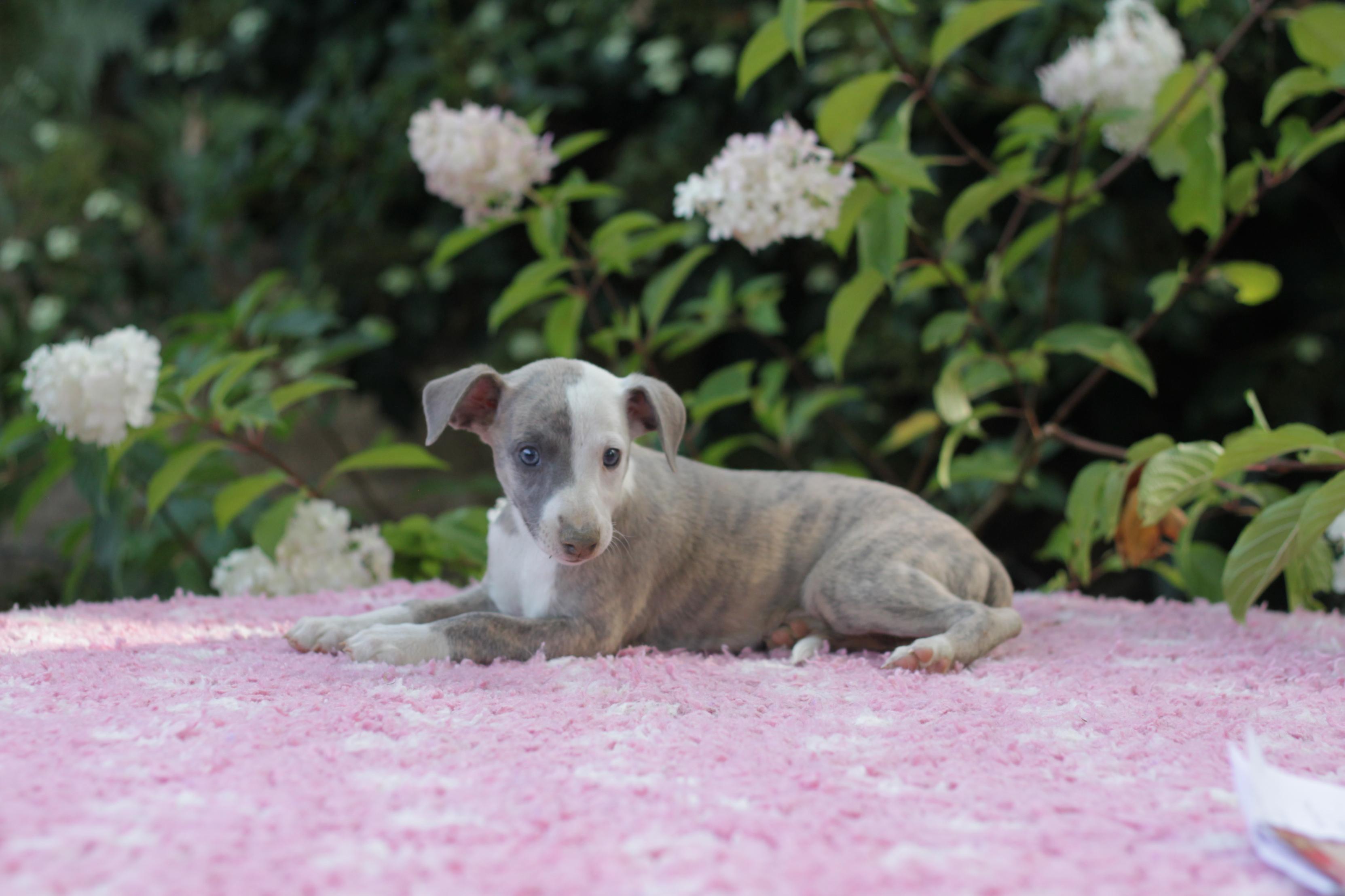 chiot disponible