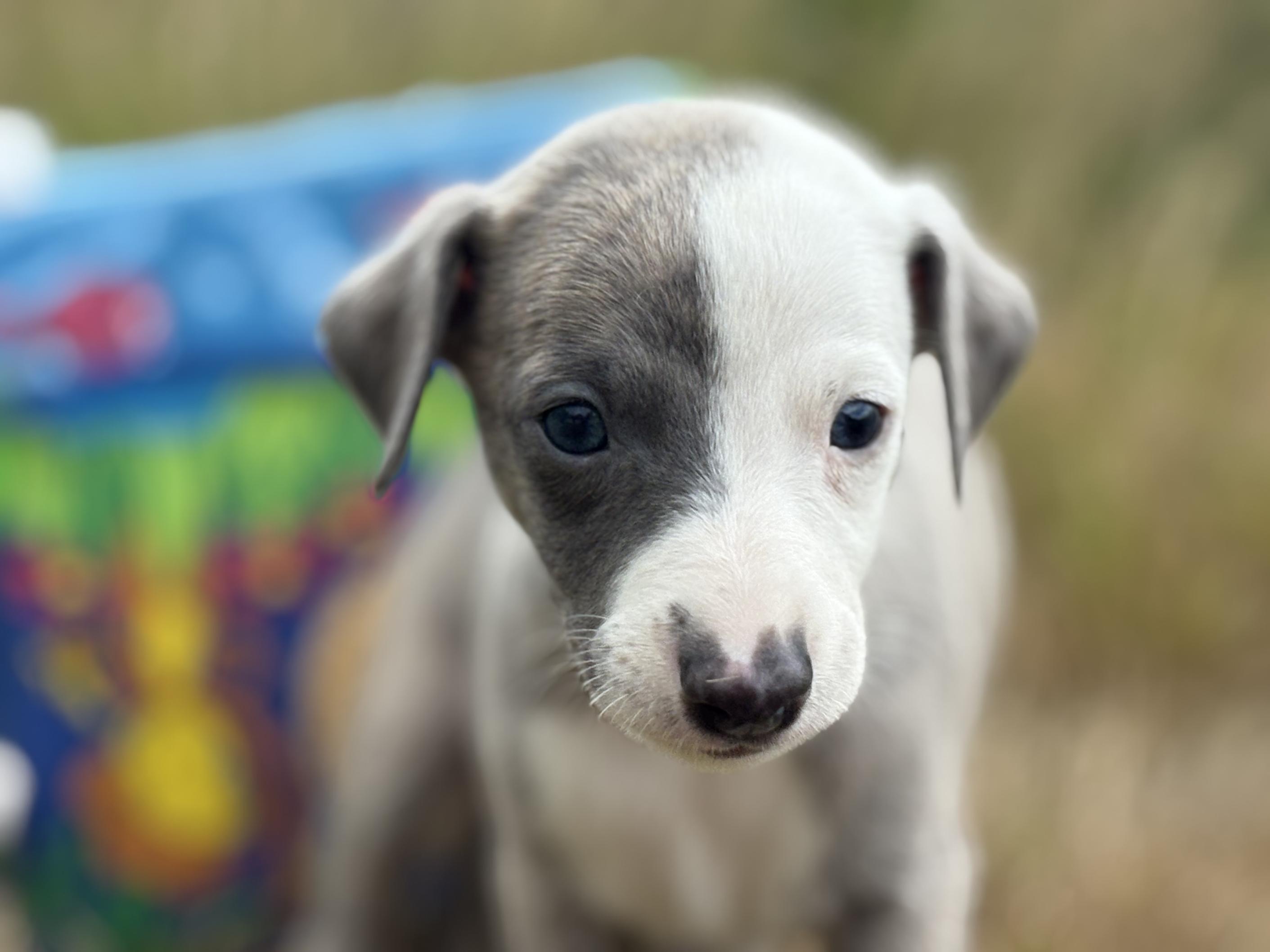 chiot disponible