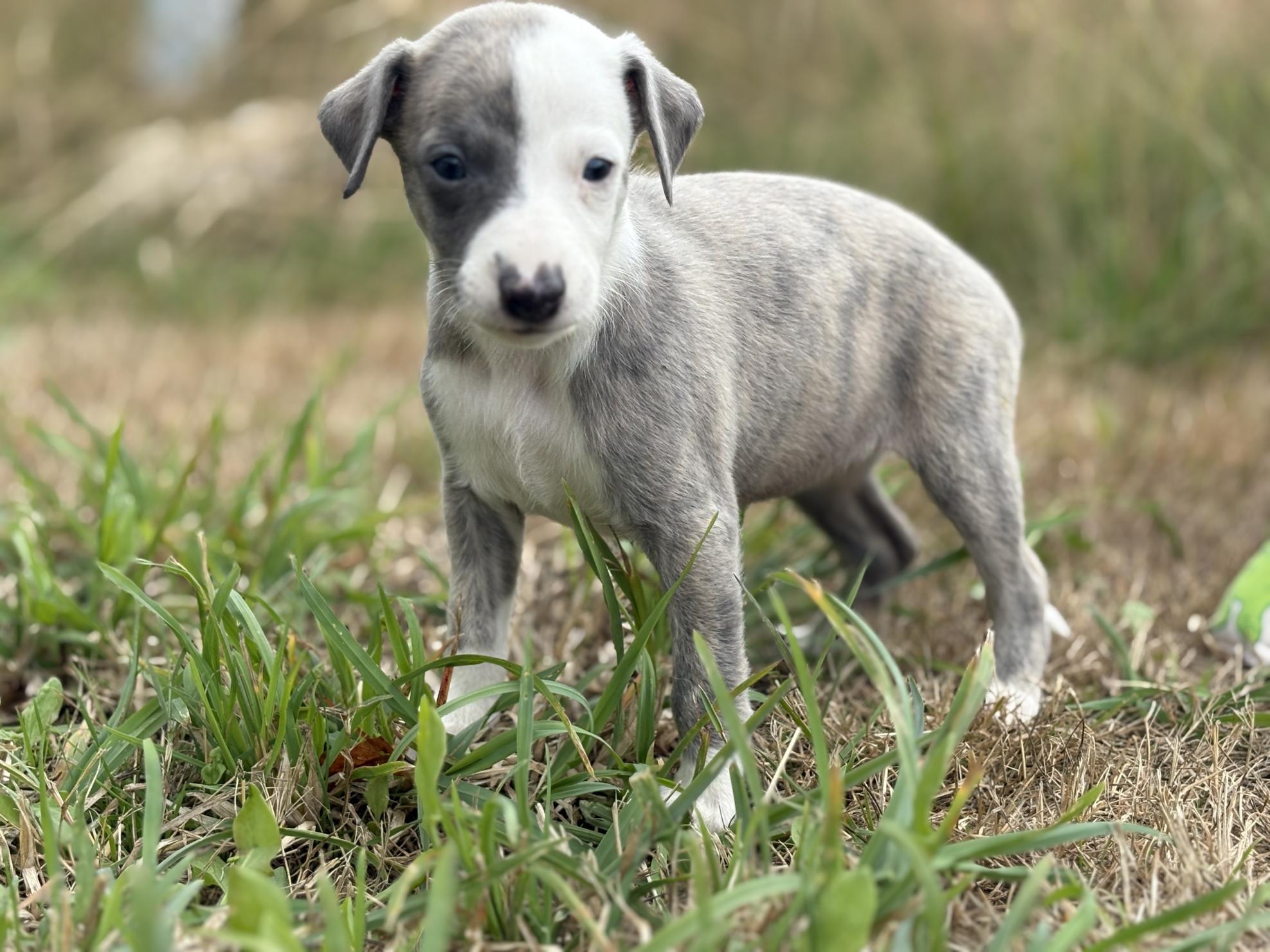 chiot disponible