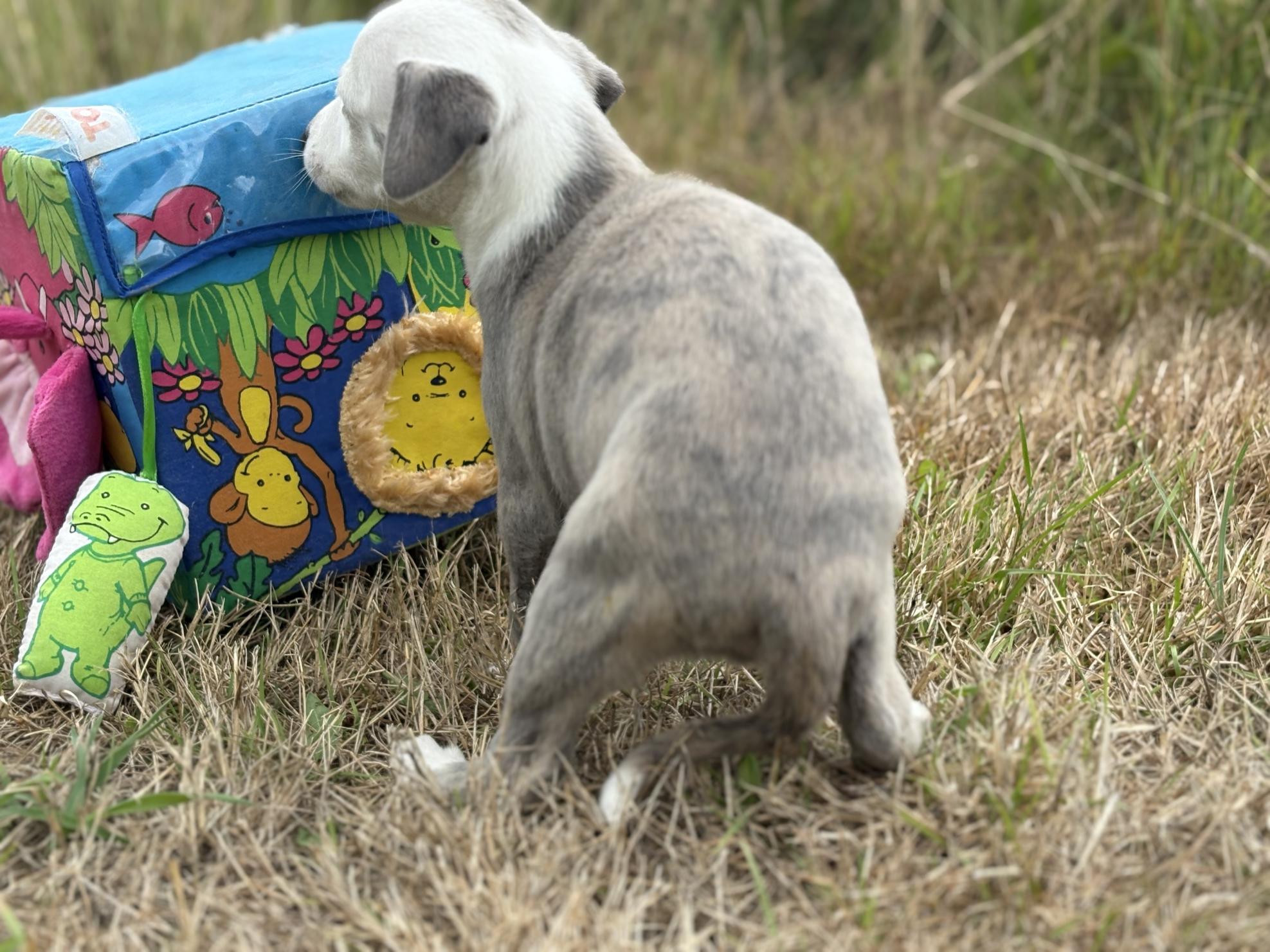 chiot disponible