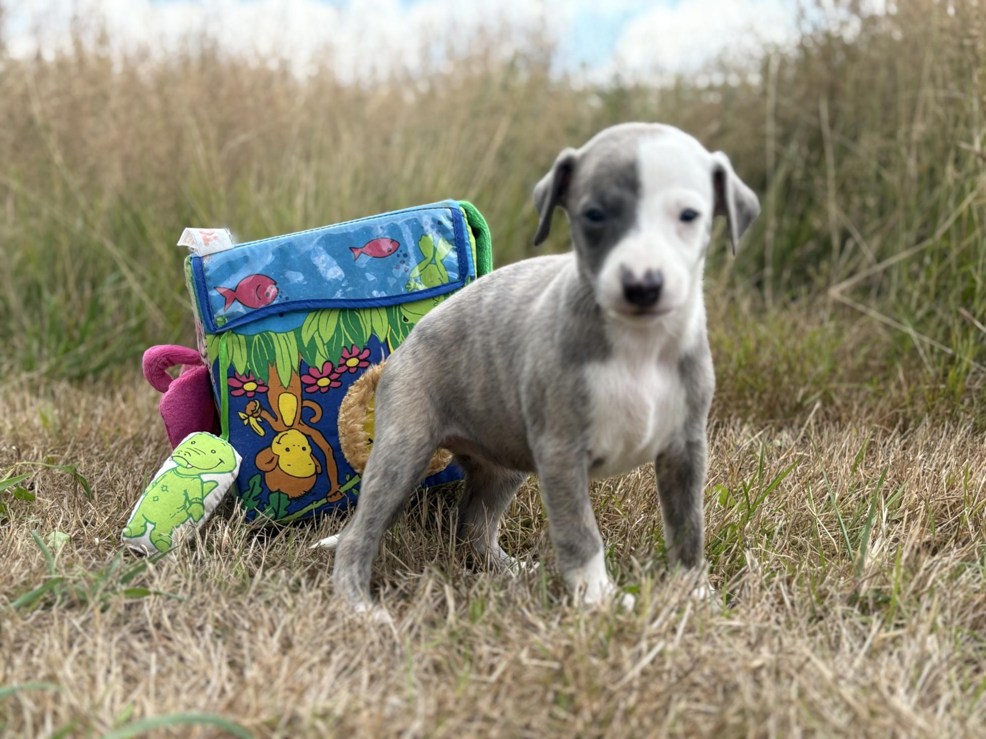 chiot disponible