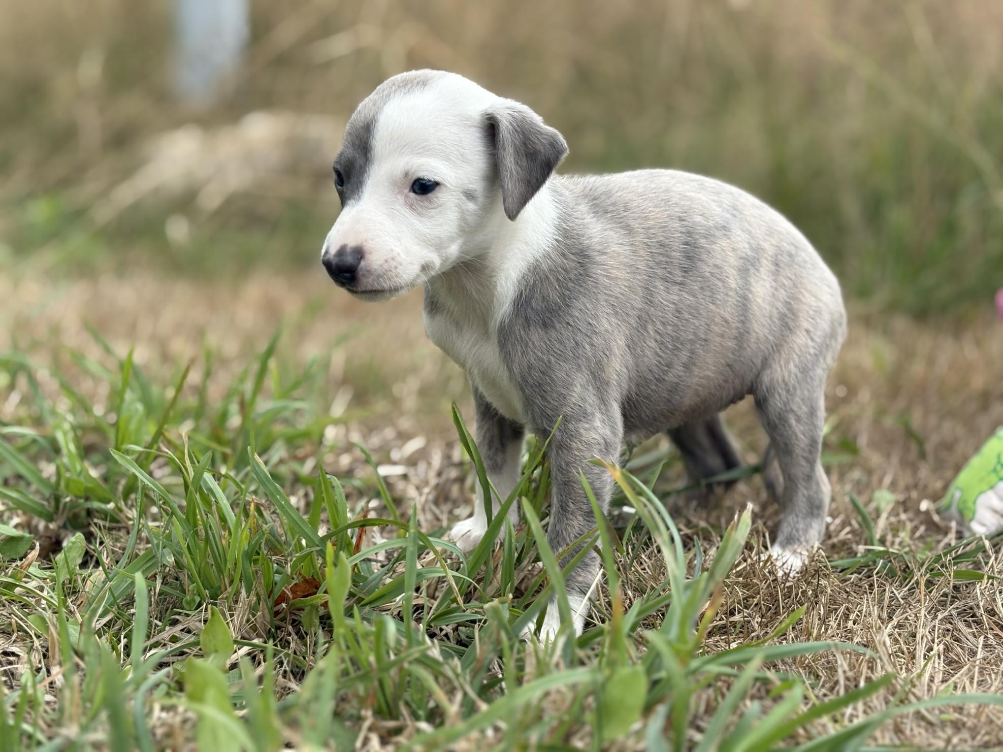 chiot disponible