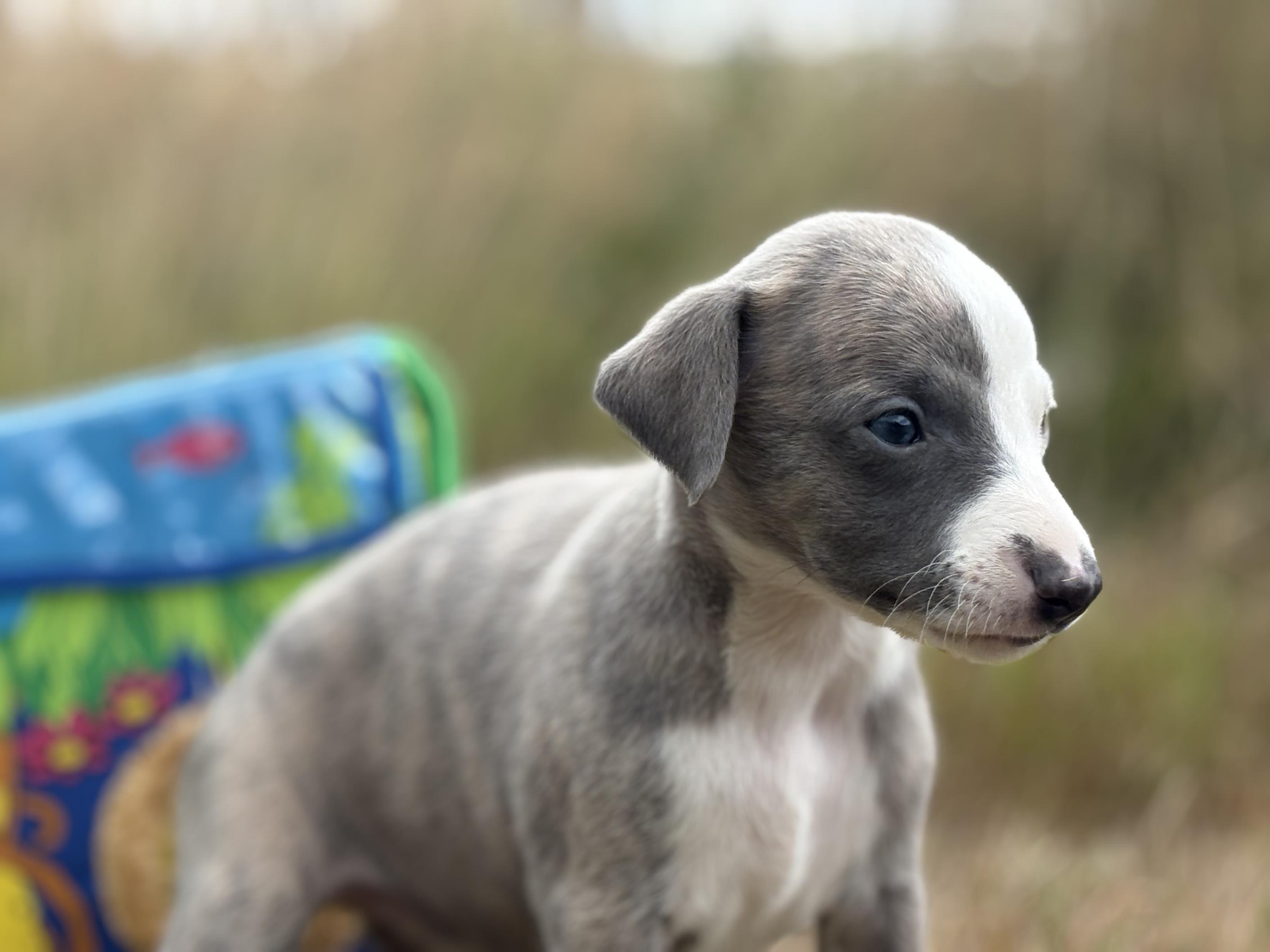 chiot disponible