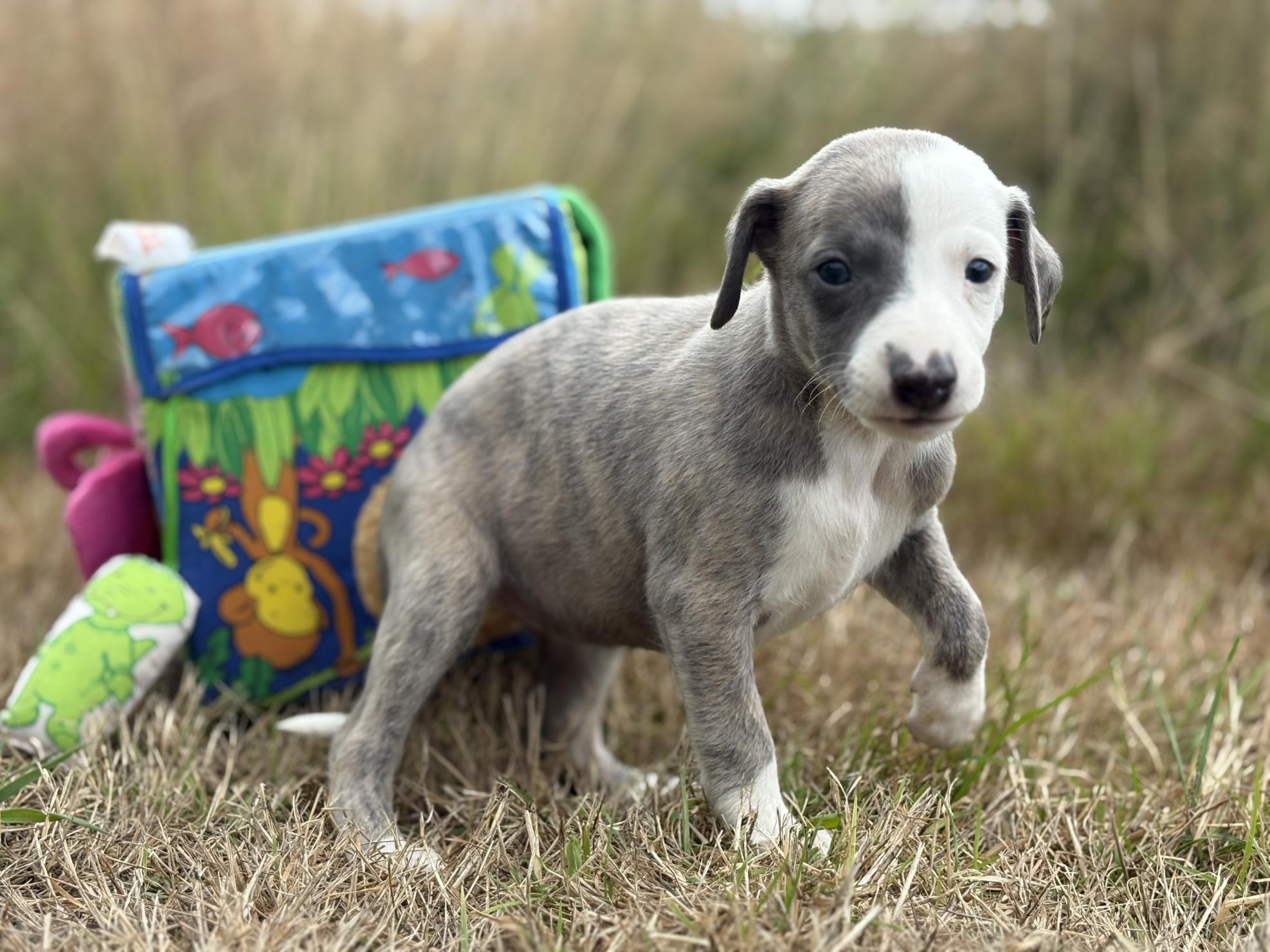 chiot disponible