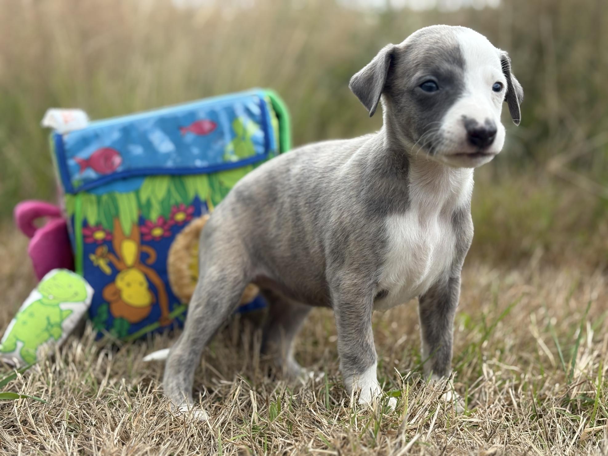 chiot disponible