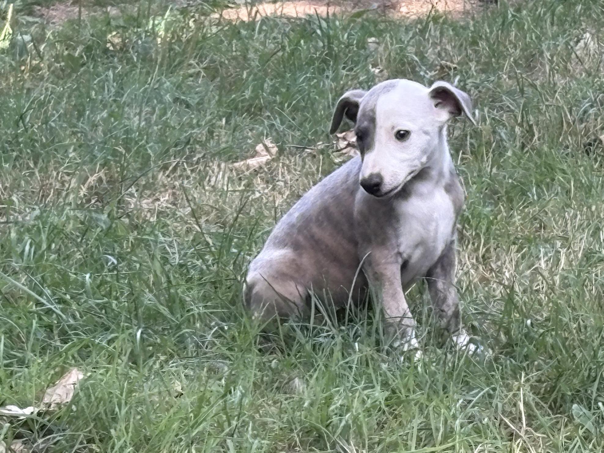 chiot disponible