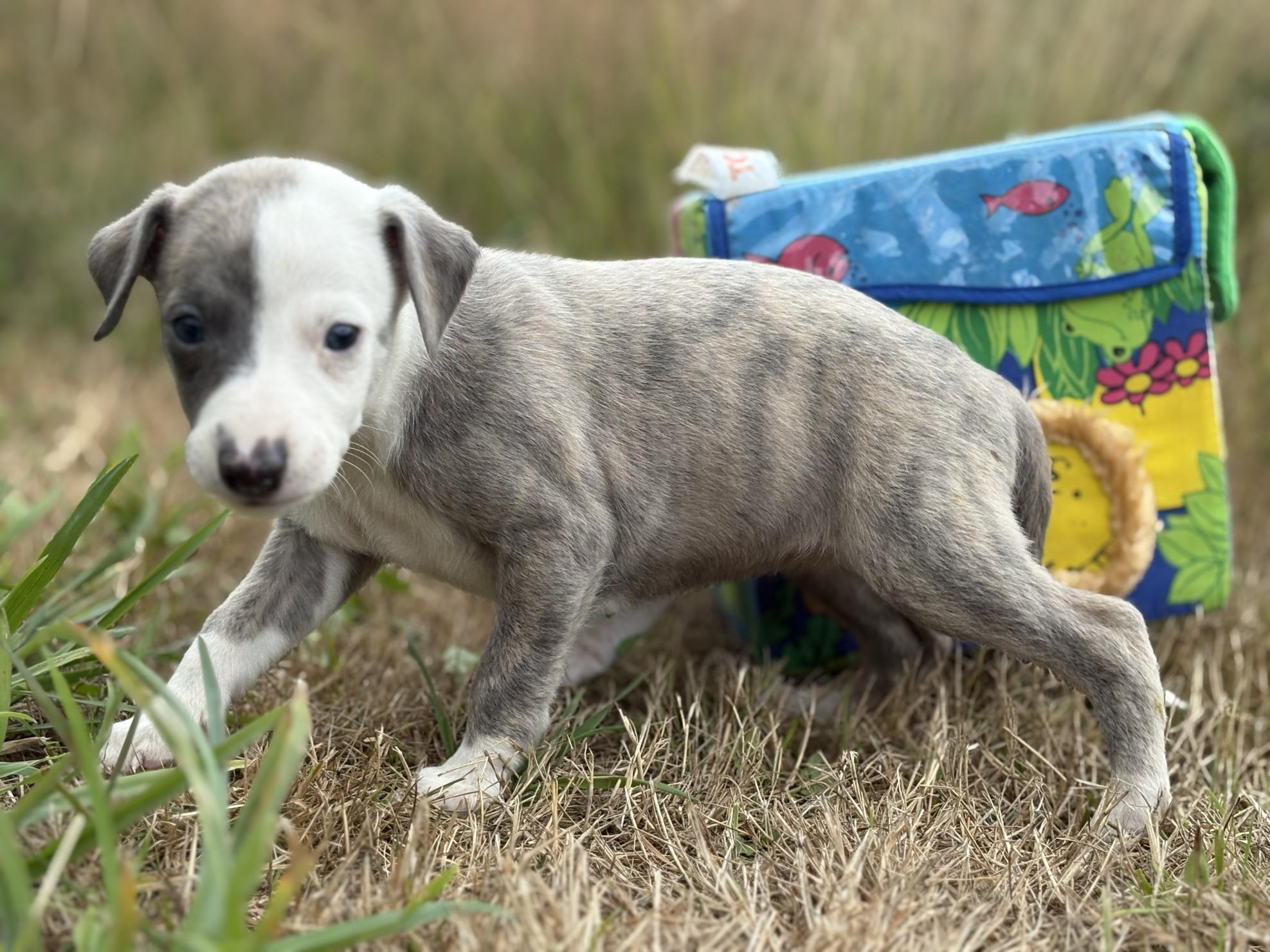 chiot disponible