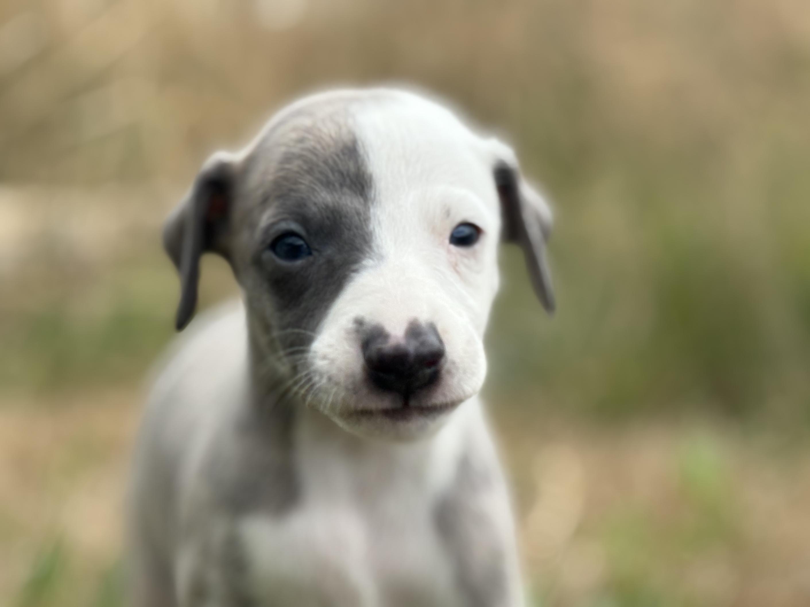 chiot disponible