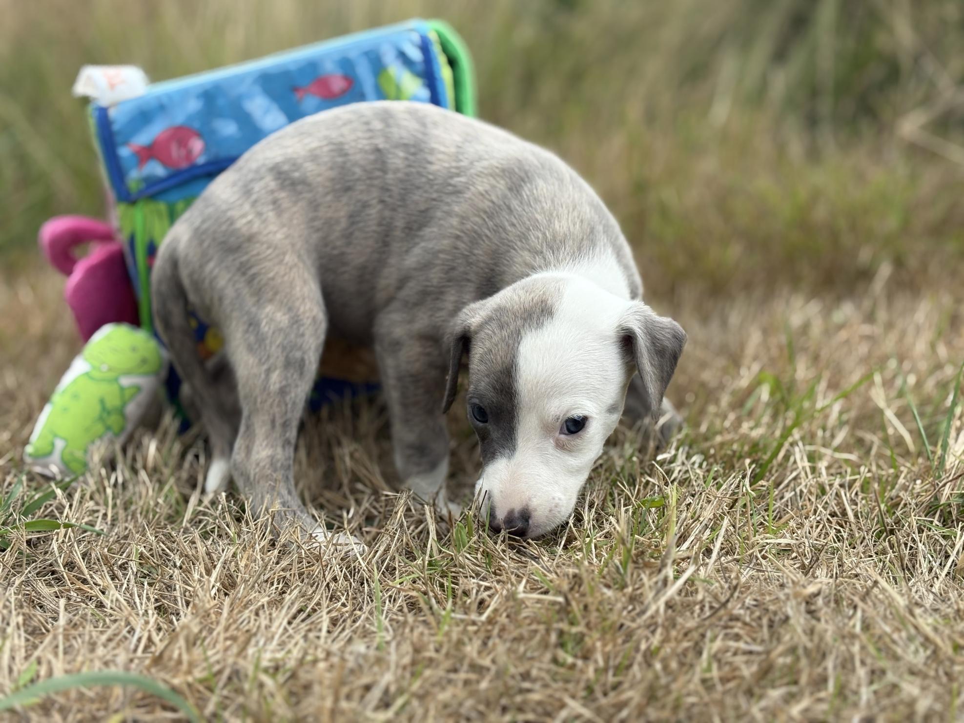 chiot disponible