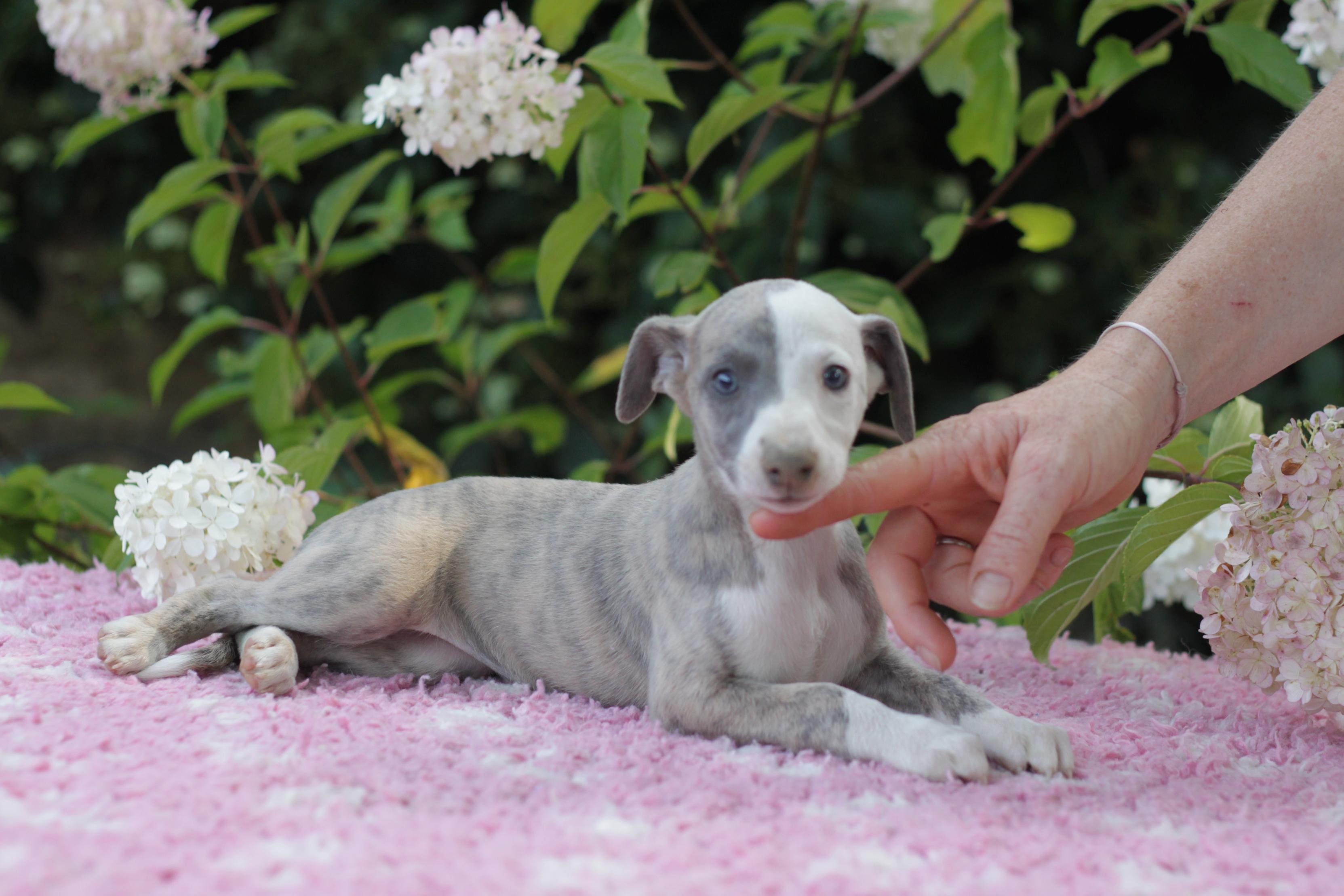 chiot disponible