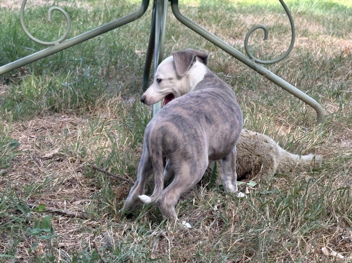 chiot disponible