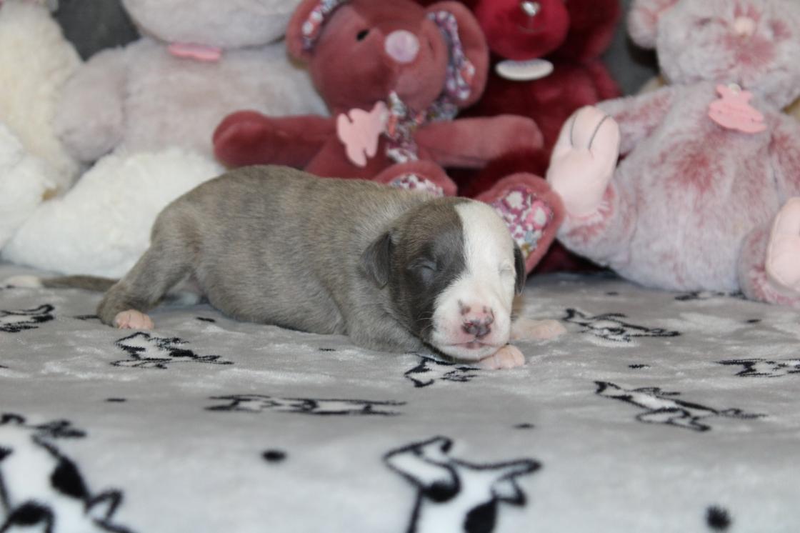 chiot disponible