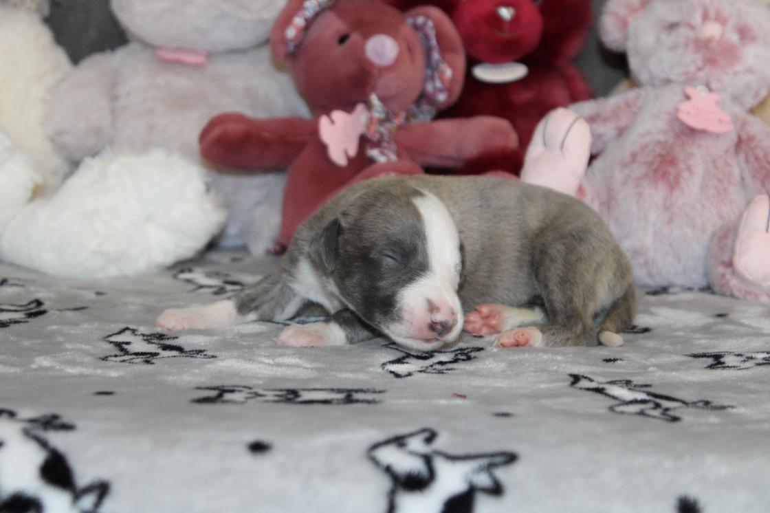 chiot disponible