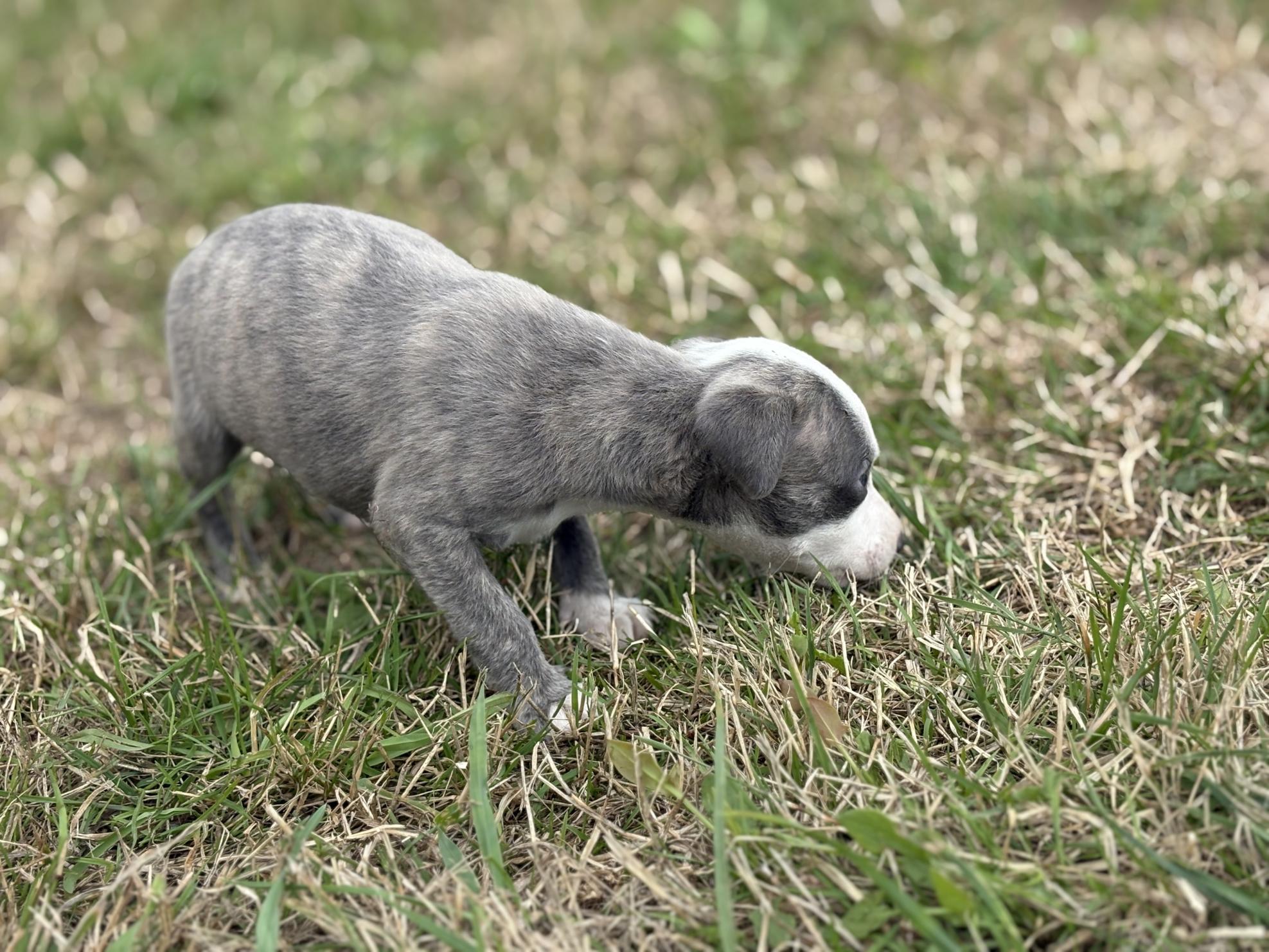 chiot disponible