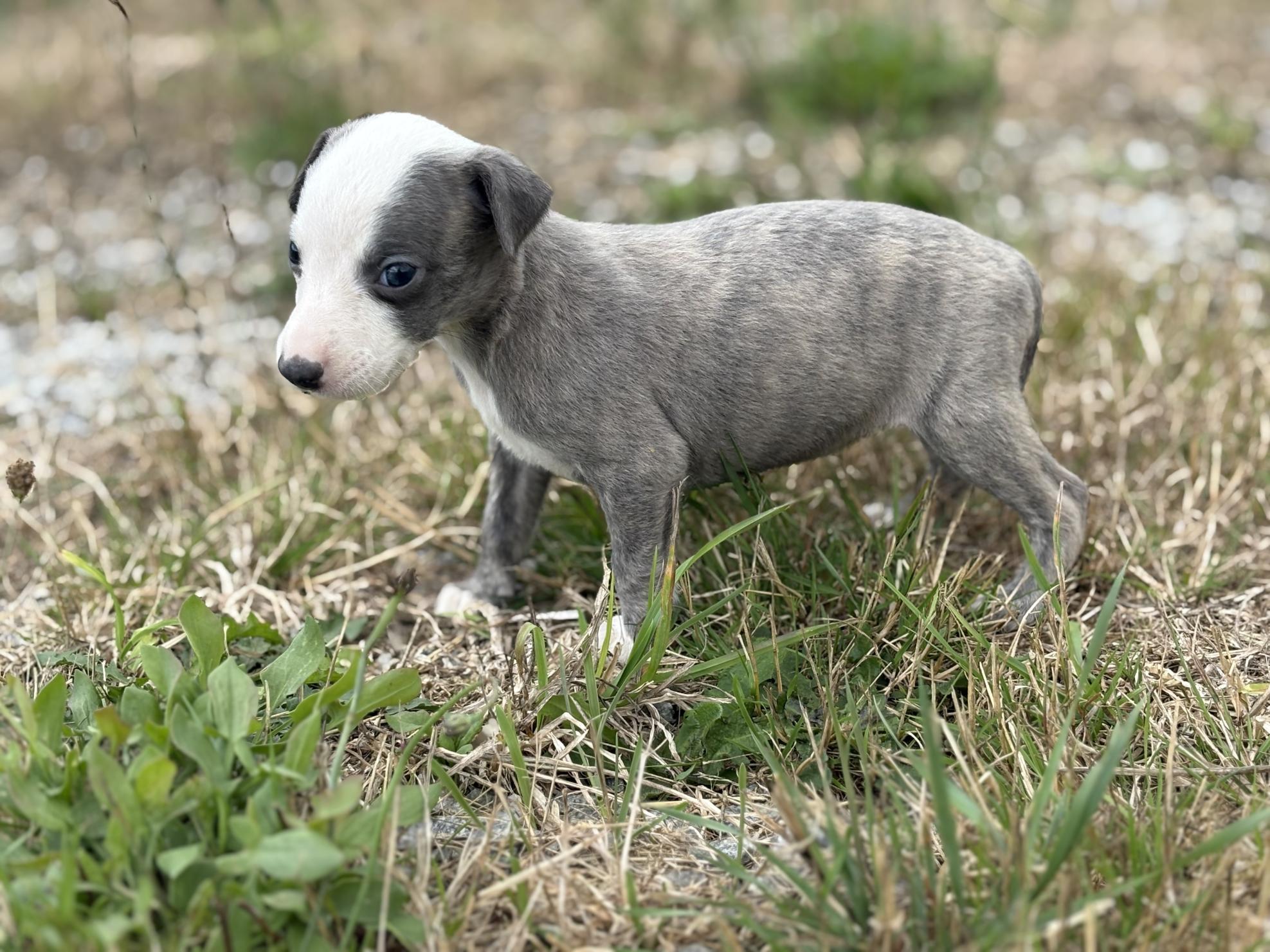 chiot disponible