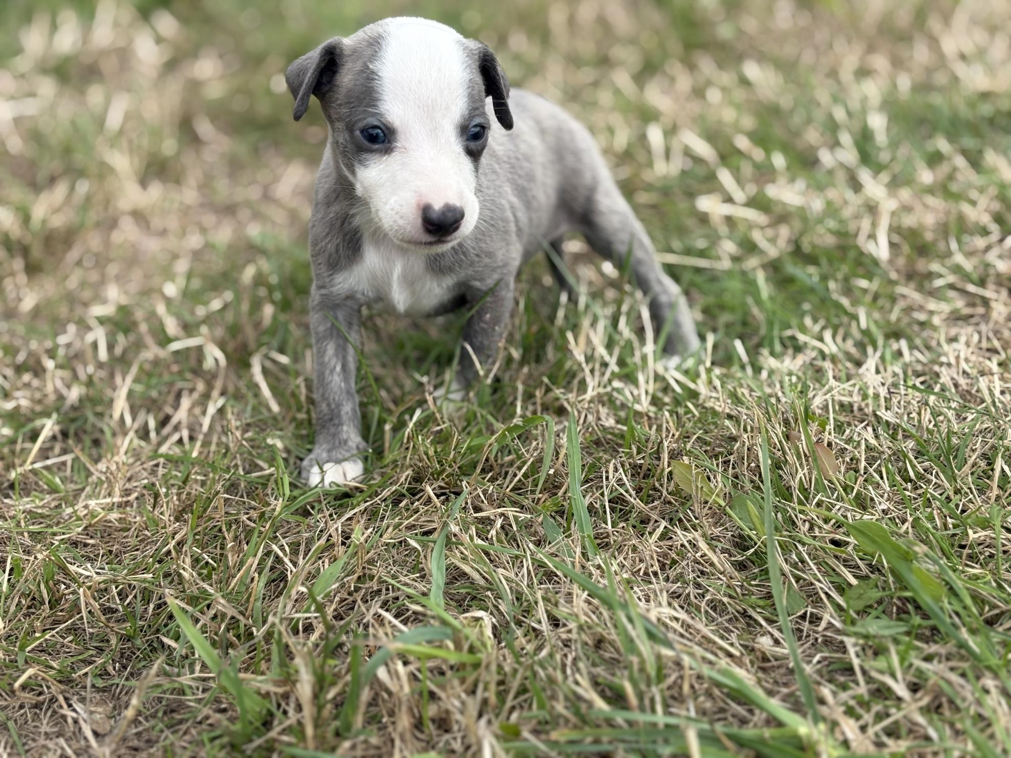 chiot disponible