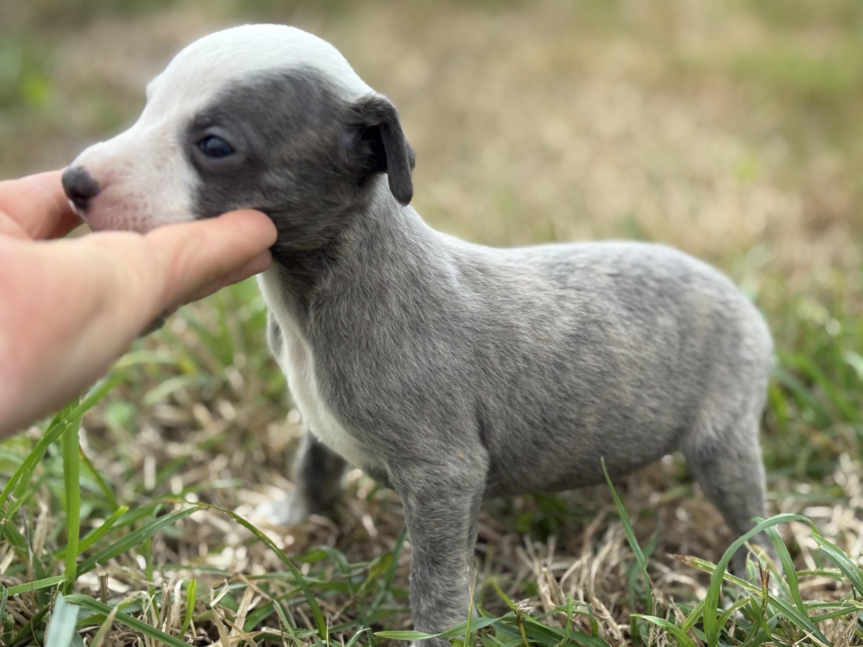 chiot disponible