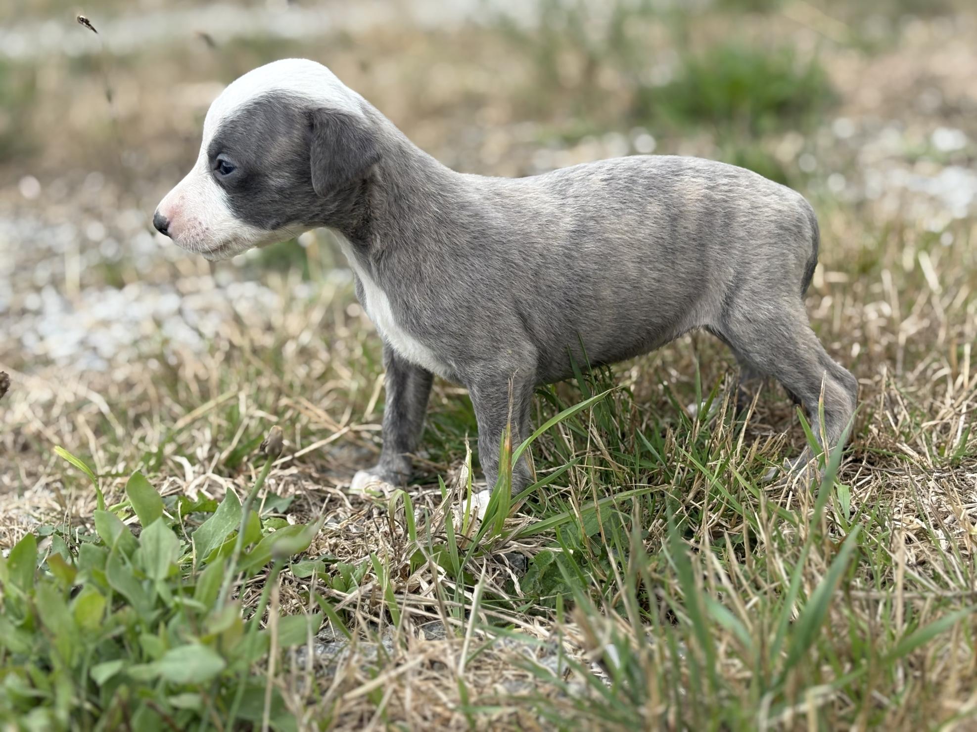 chiot disponible