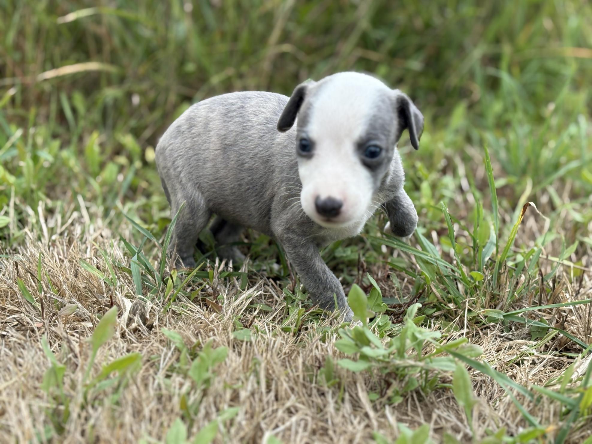 chiot disponible