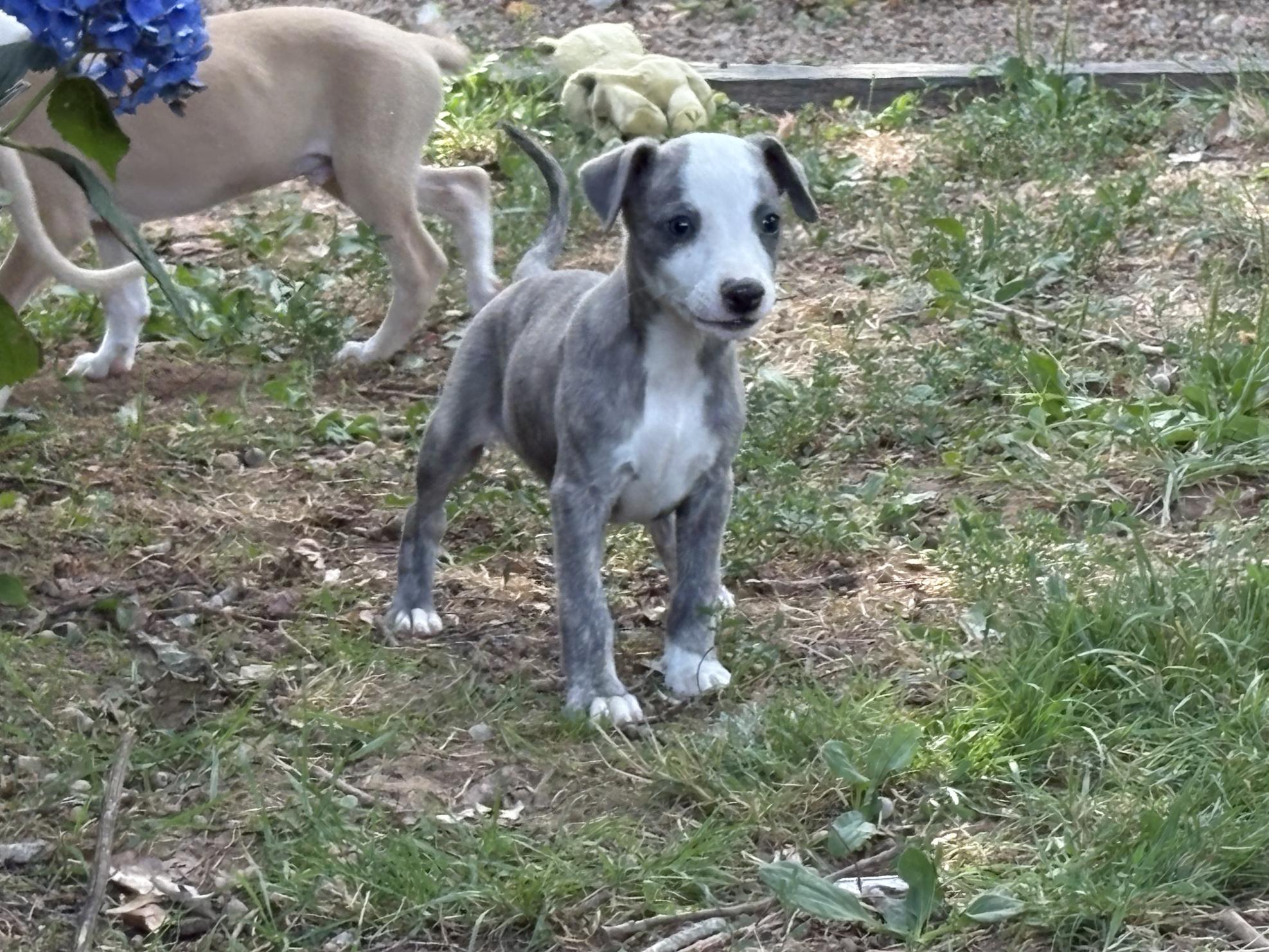 chiot disponible