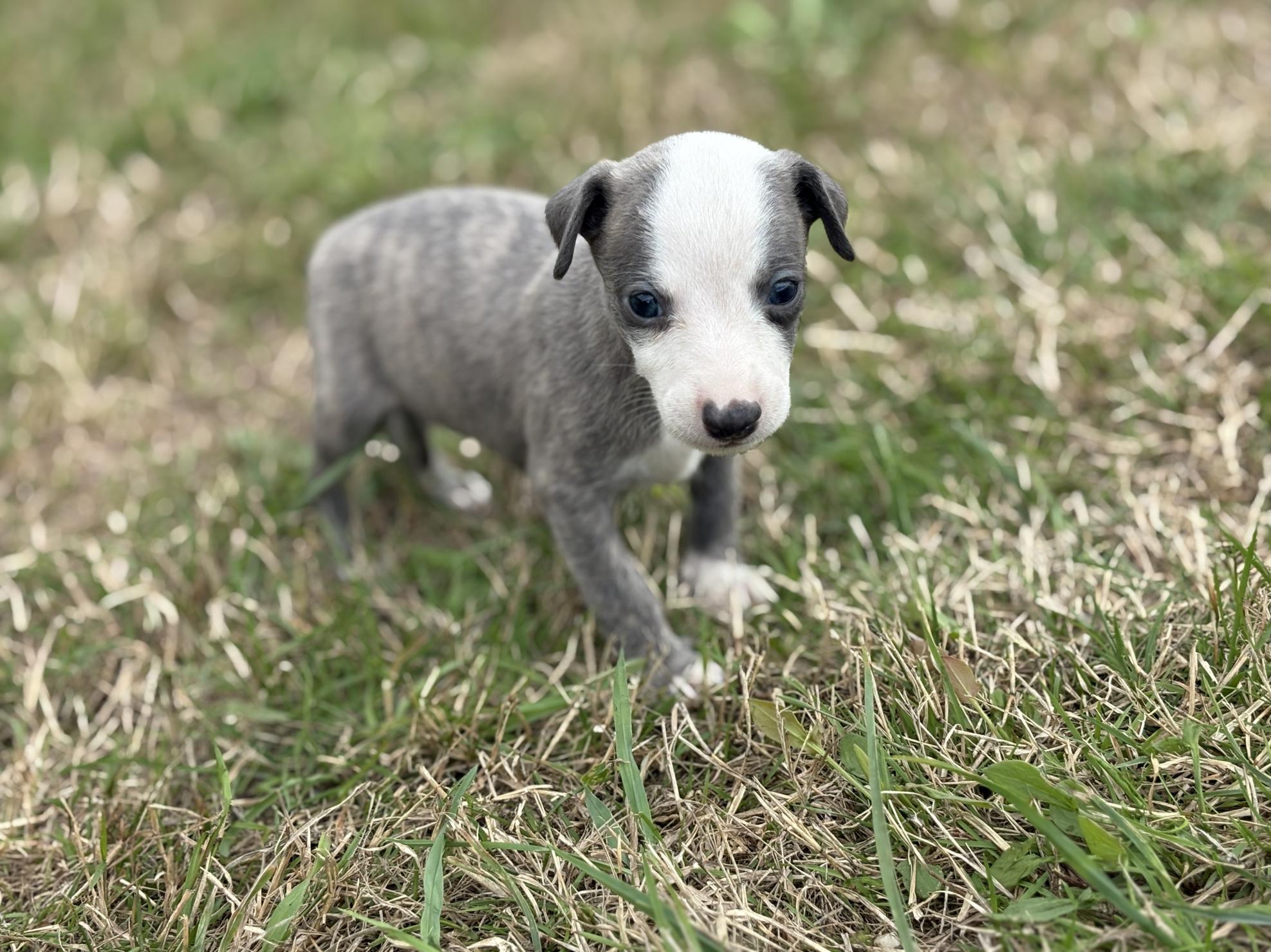 chiot disponible