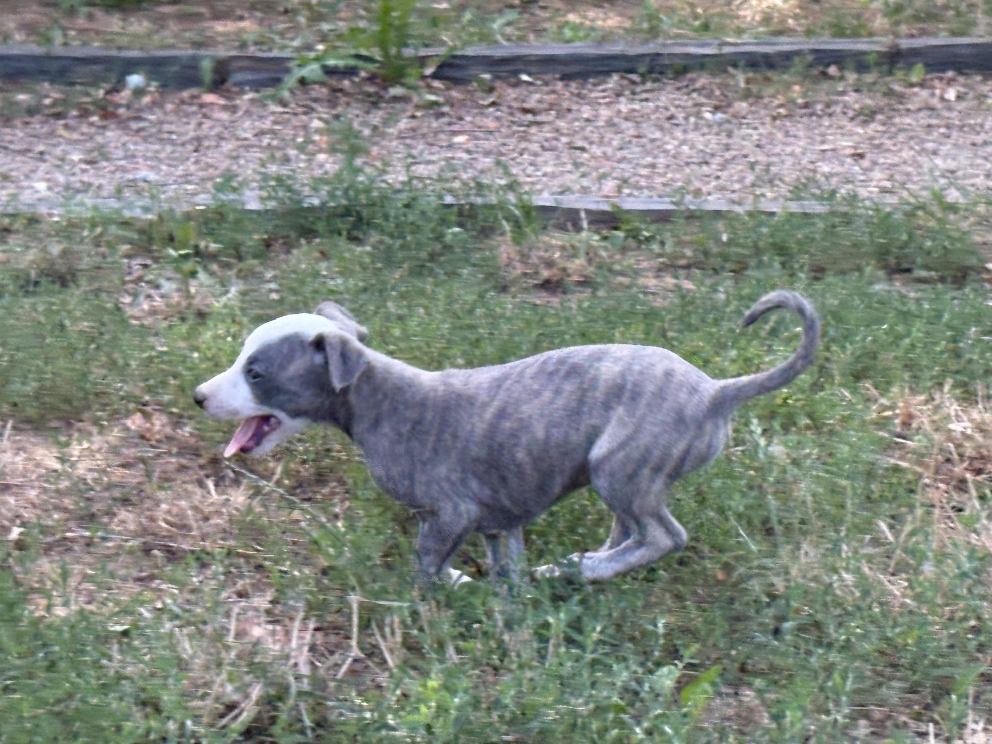 chiot disponible
